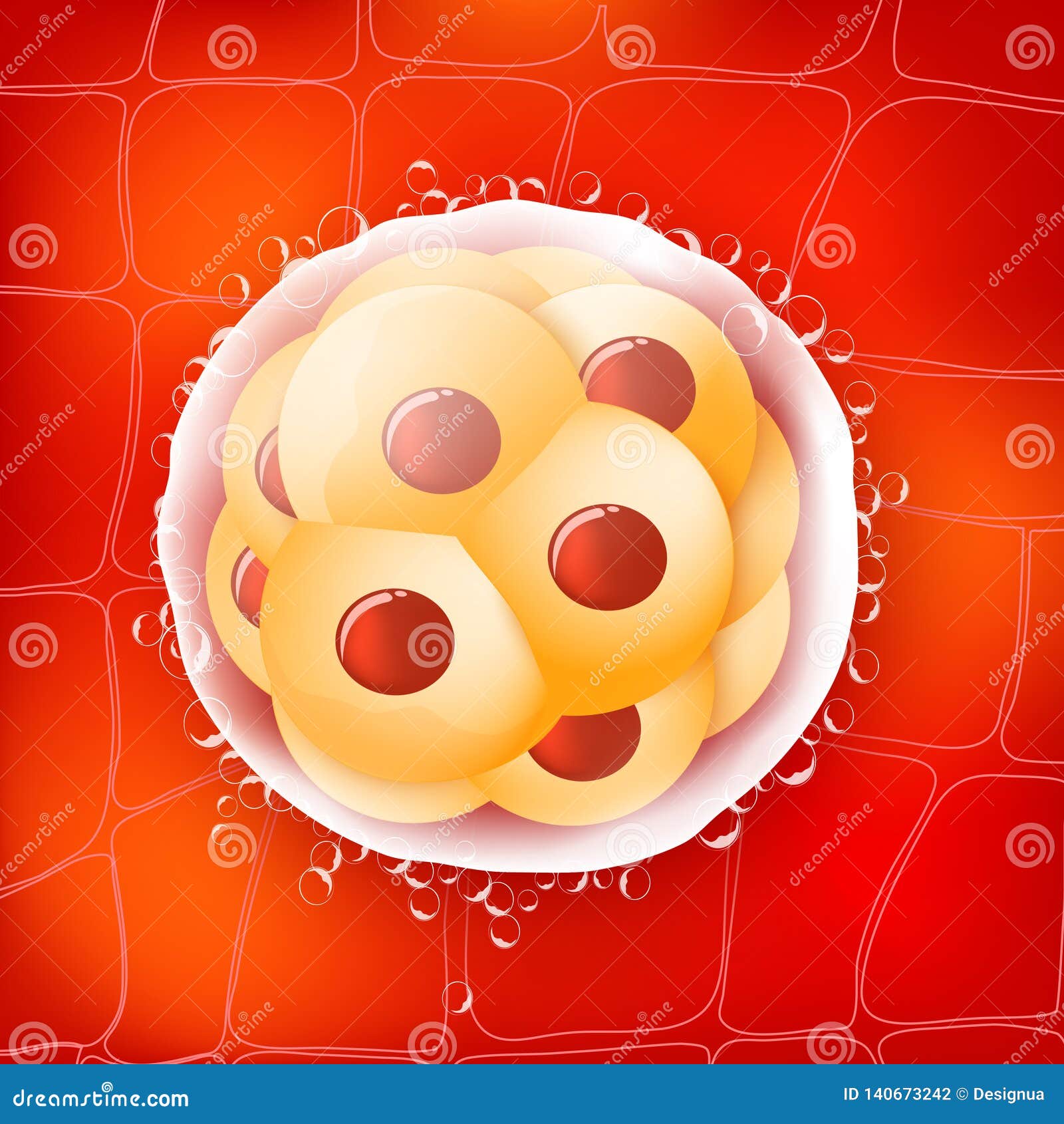 morula is an embryo consisting of 16 cells in a solid ball contained within the zona pellucida