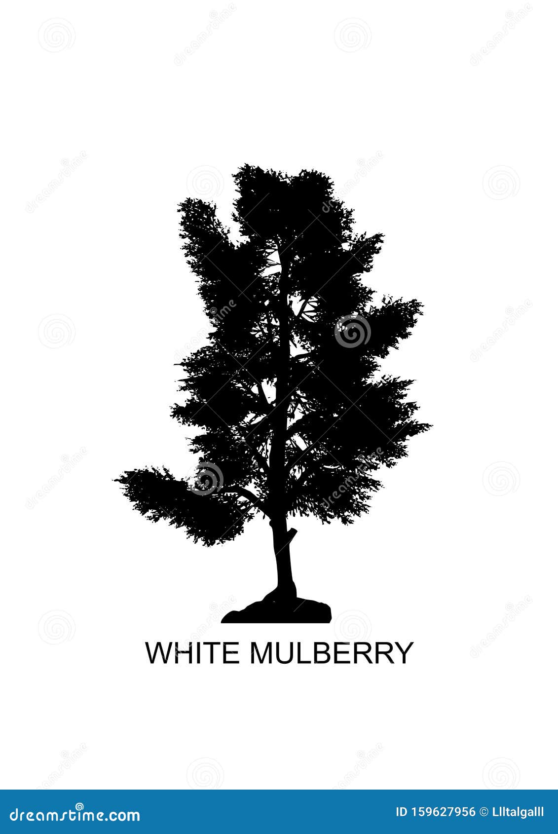 Morus Alba, Known White Mulberry, is a Fast-growing, Small To Medium-sized Mulberry Tree Which Grows To 10–20 M Stock Vector - Illustration of garden: 159627956