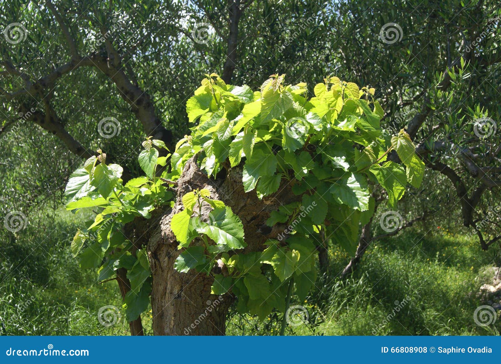 Morus Mulberry Fruit Tree in Spring Season, Greece Stock Photo Image