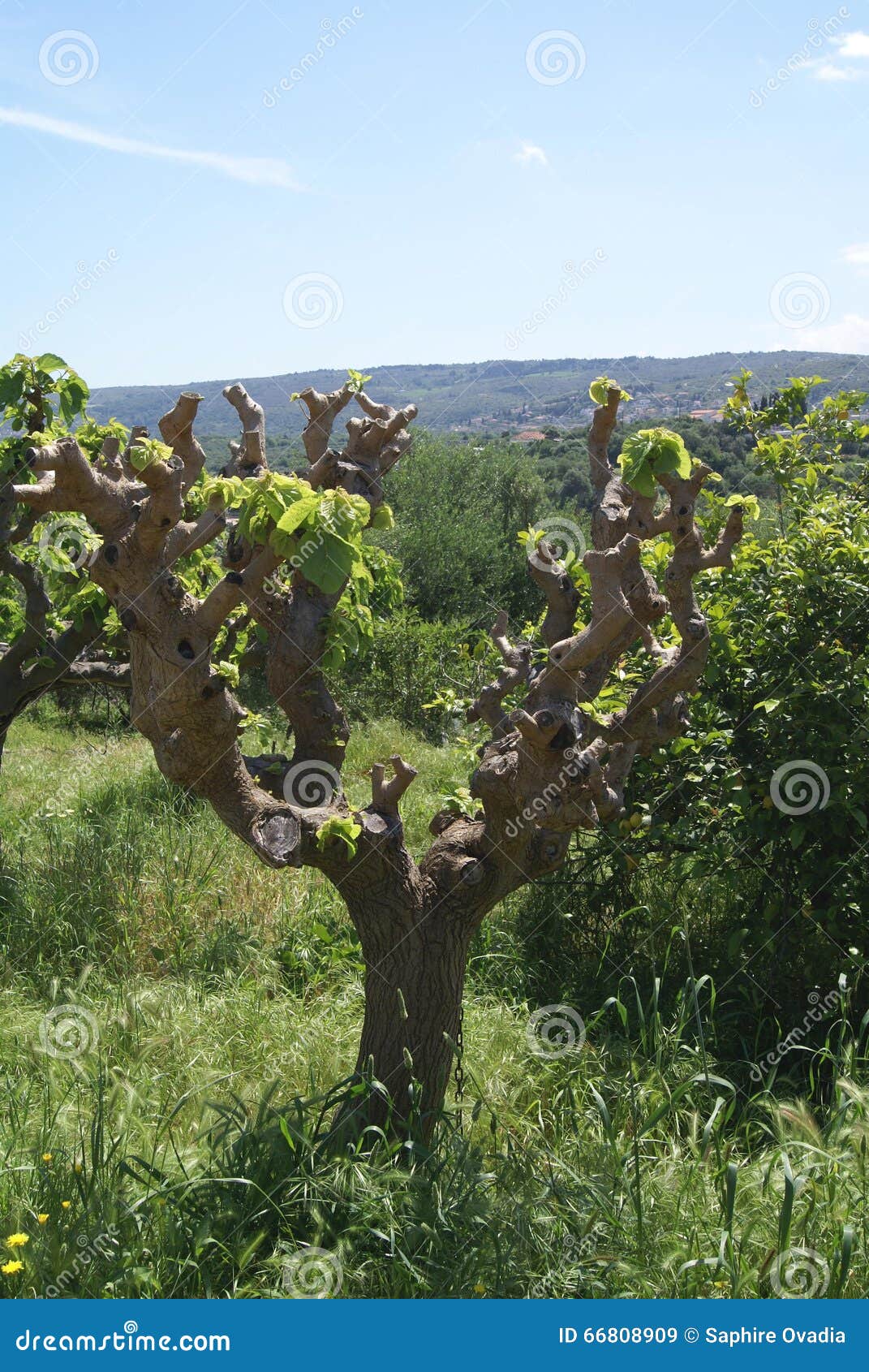 Morus Mulberry Fruit Tree in Spring Season, Greece Stock Image Image