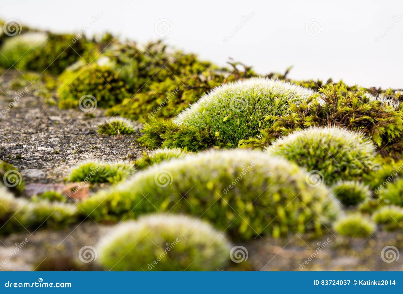 Mos het groeien op beton. Het groene mos groeien op concrete muur