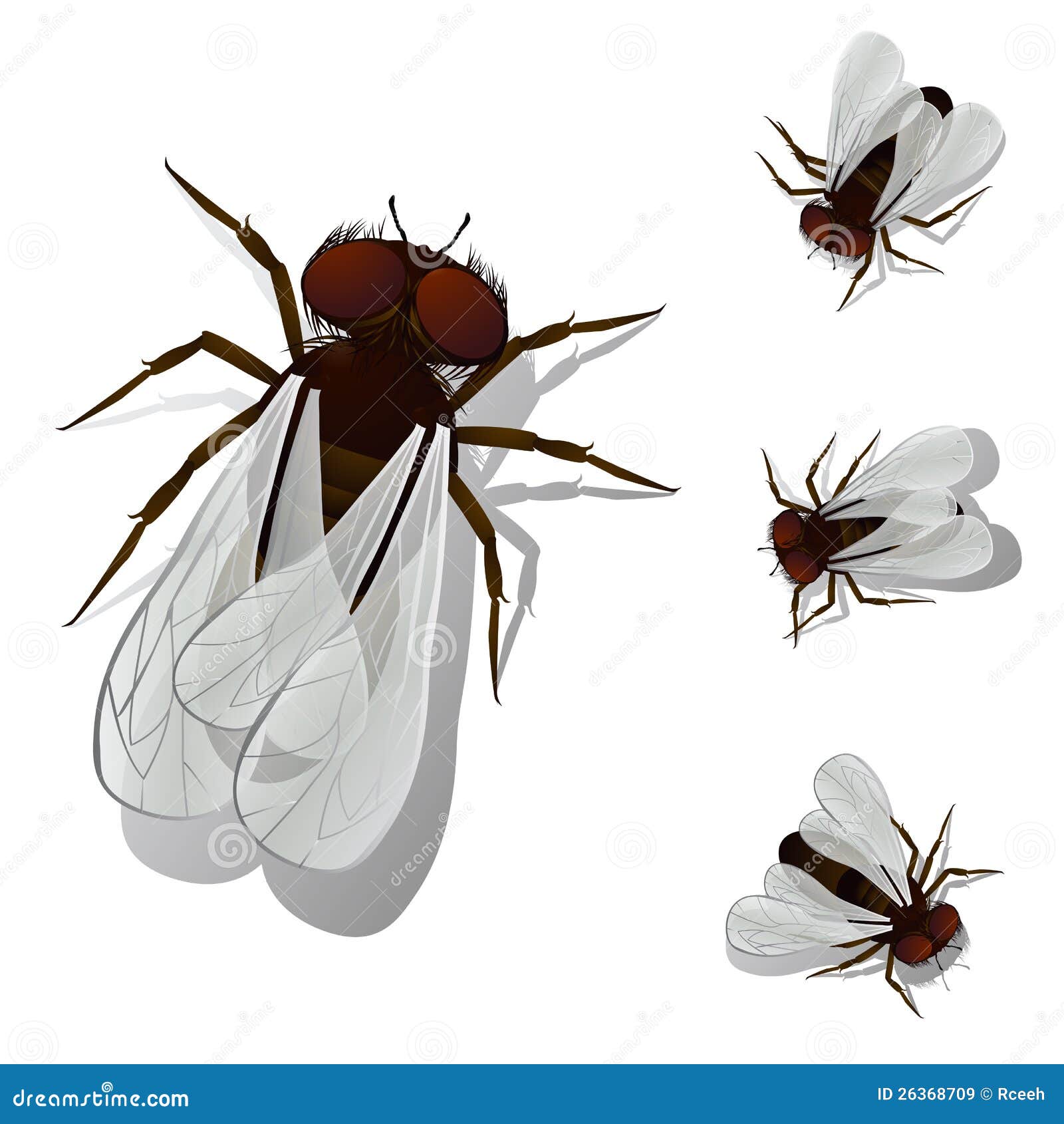 Mosca della Camera. Alloggi gli oggetti isolata e raggruppato dell'accumulazione della mosca, sopra bianco. Effetto dell'acetato usato.