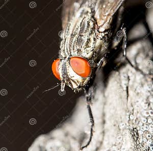 Mosca Macro Foto De Archivo Imagen De Molestia Cubo 104472734