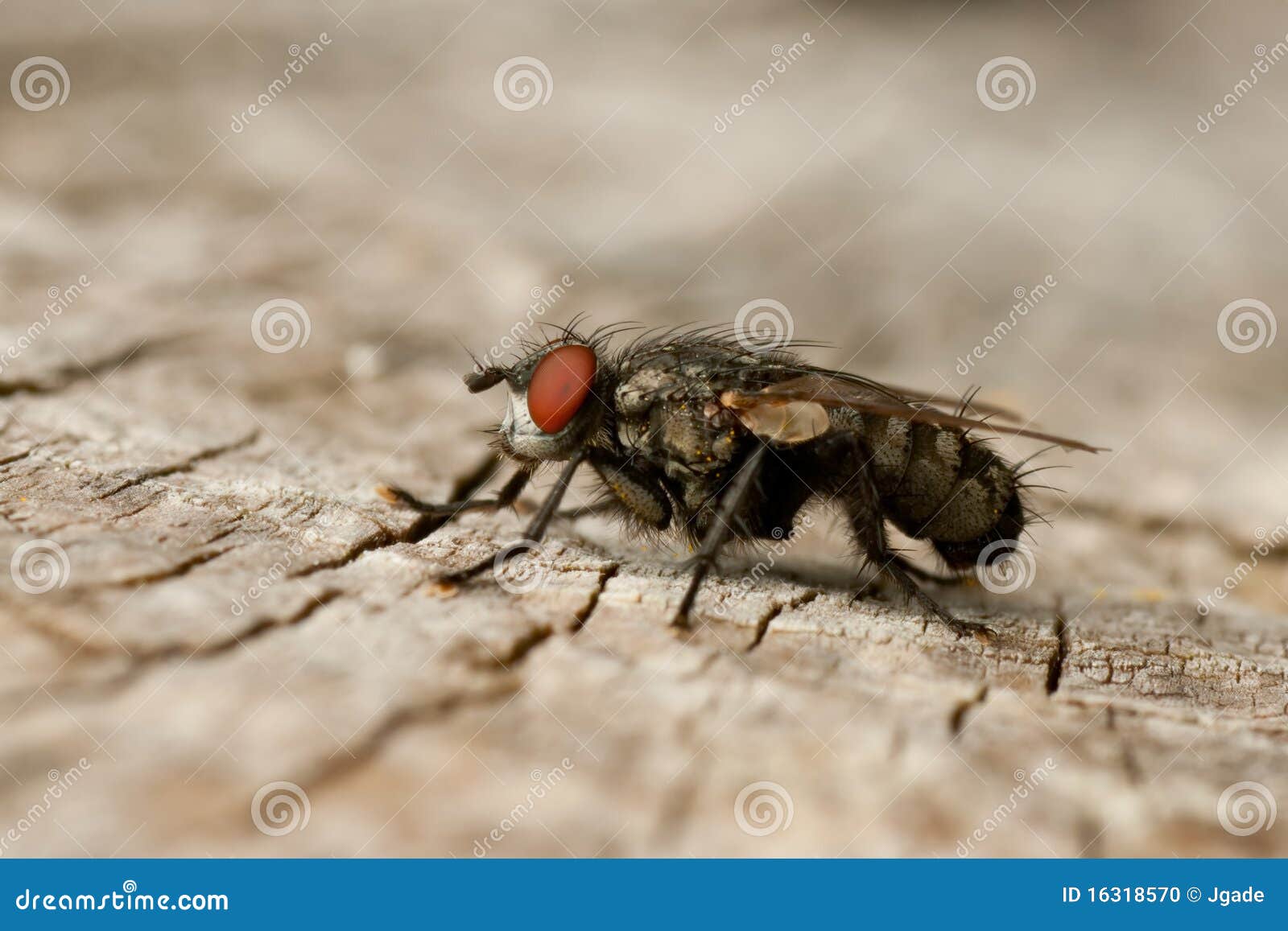Mosca na madeira foto de stock. Imagem de detalhes, feio - 16318570, image size:1600x1157