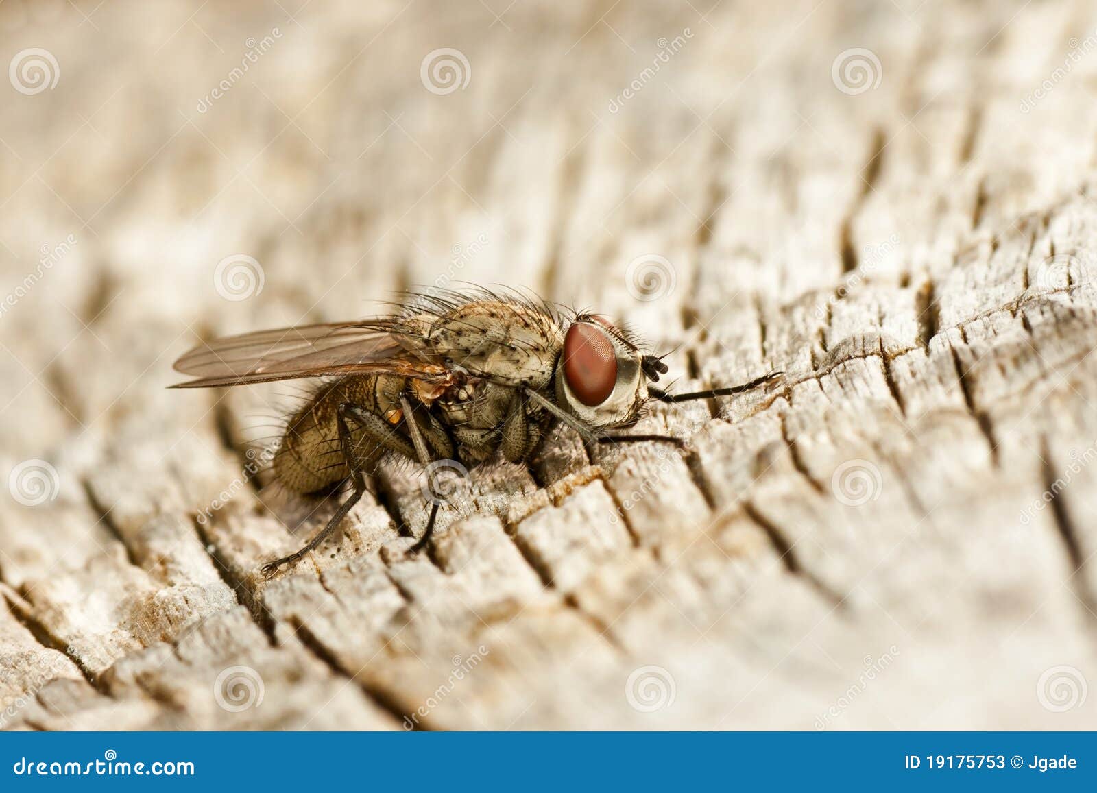 🌿 Identificação de pragas e doenças nas plantas Aqui explicamos os  problemas mais comuns que podem afetar as suas plantas, aprendemos a  identificá-los e a agir a tempo! 🧐✨ ✓ Pulgão 🪲:, image size:1600x1157