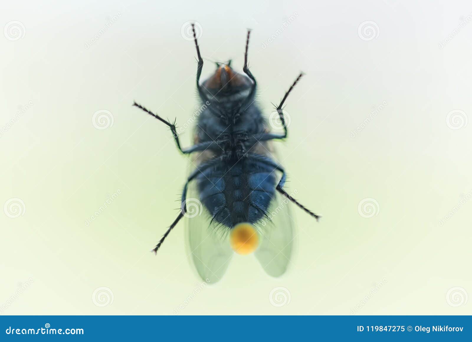 Mosca no vidro imagem de stock. Imagem de vidro, praga - 119847275, image size:1600x1158