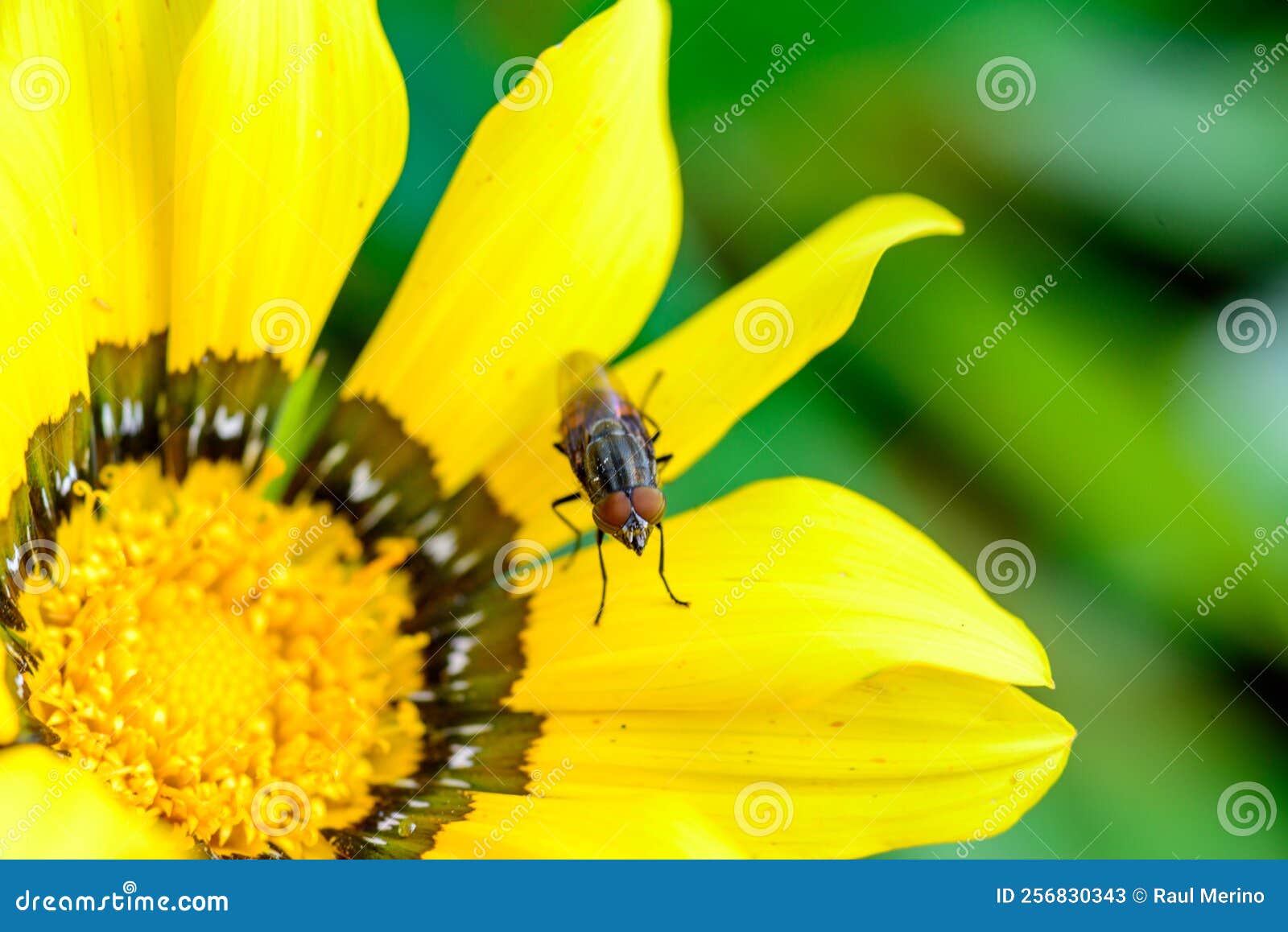 fly perched on yellow flower