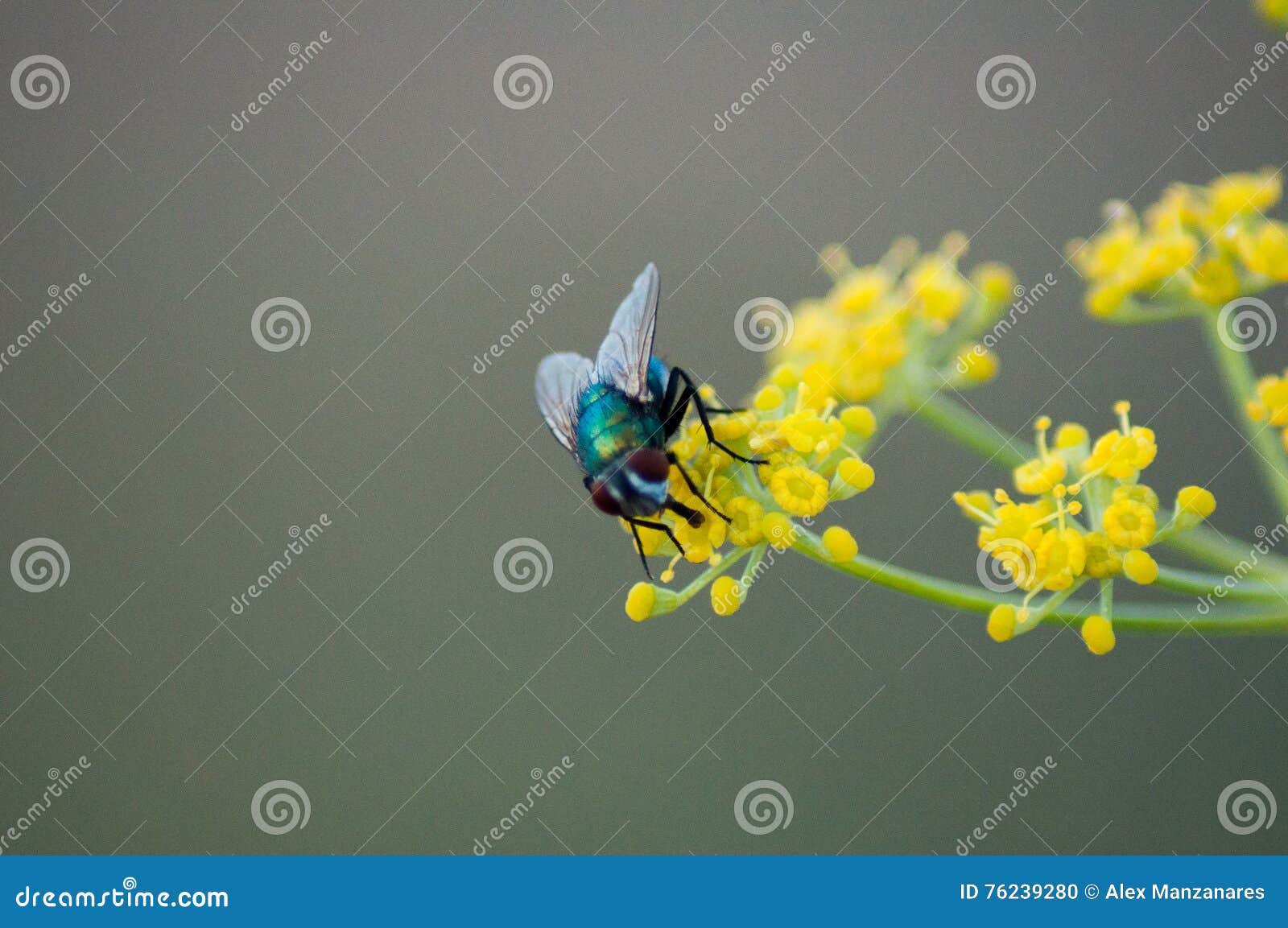 mosca posada en la flor