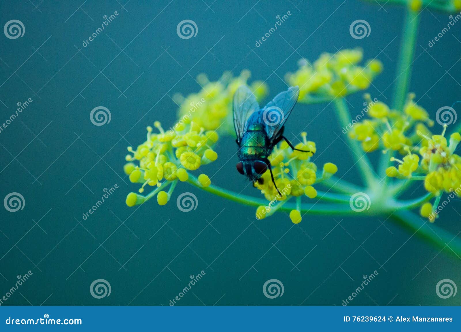 mosca posada sobre una flor