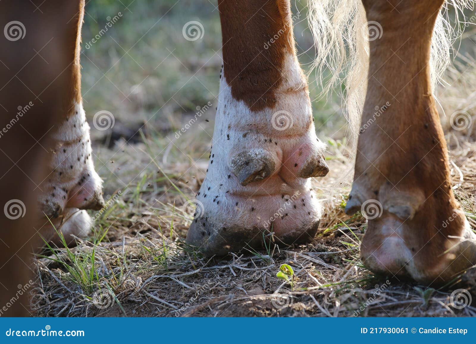 Moscas En Pezuñas De Vaca Como Plaga De Verano Imagen de archivo - Imagen de verano, granja: 217930061 Moscas En Pezuñas De Vaca Como Plaga De Verano Imagen de archivo - Imagen de verano, granja: 217930061