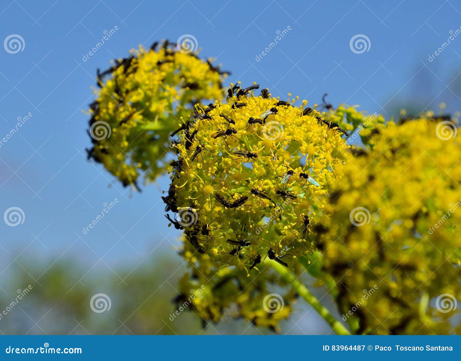 Mosche sui fiori di finocchio. Wildflowers di finocchio con molte piccole mosche intorno