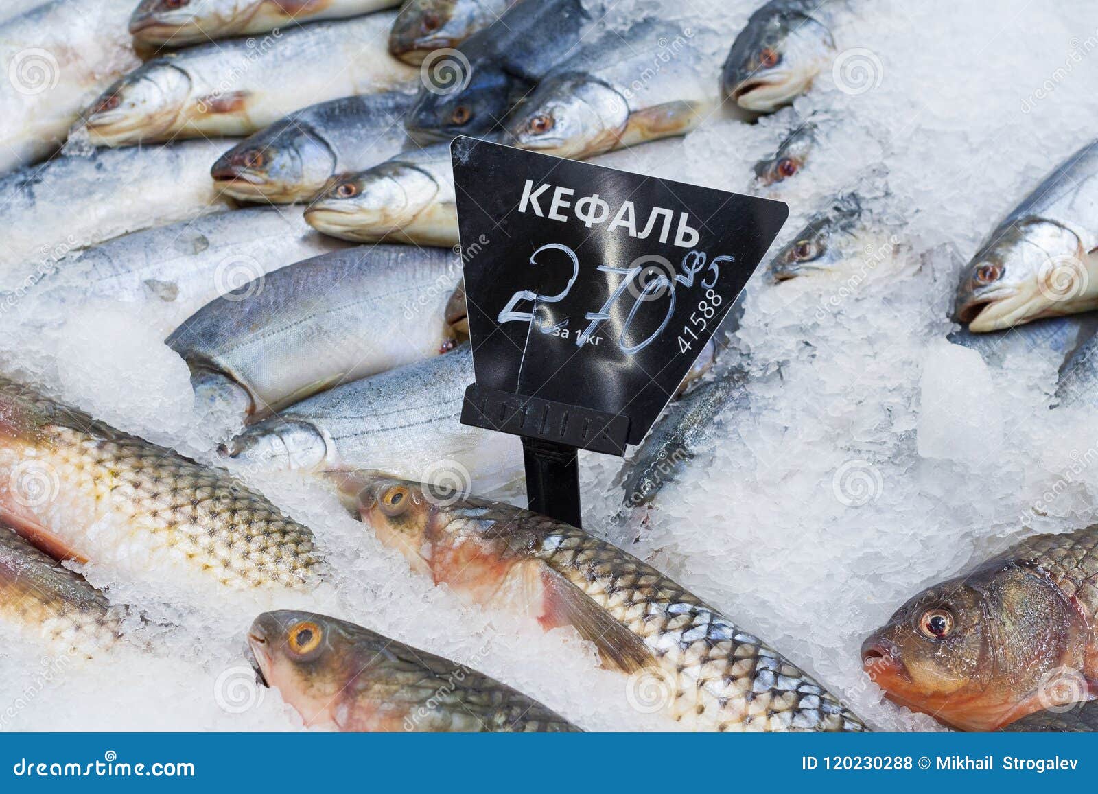 Close Up View of a Frozen Mullet Fish with a Price Tag on the Counter of  Supermarket Editorial Editorial Stock Photo - Image of gourmet, catch:  120230288