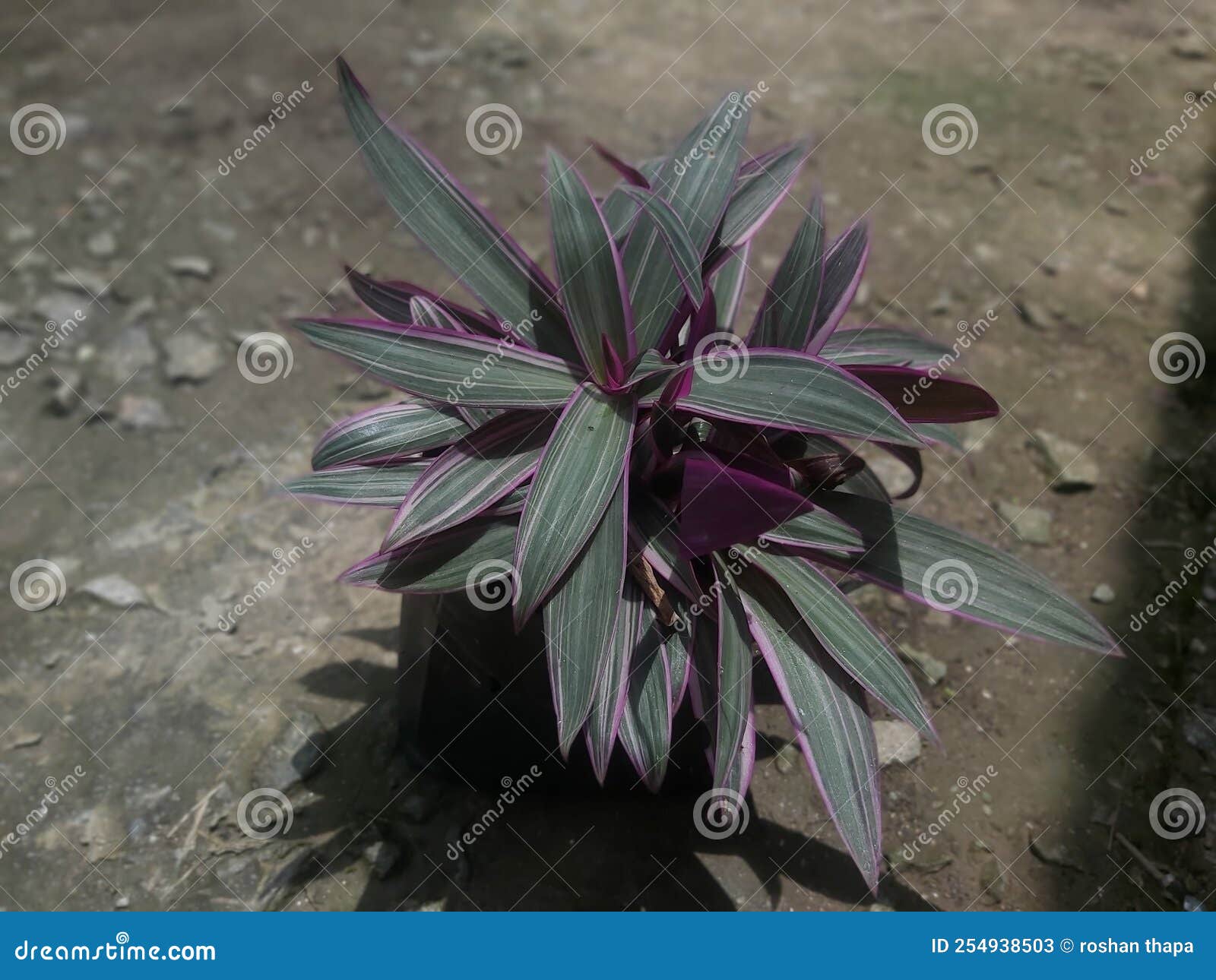 Moses in the CradlePlant Stock Image Image of moses, cradle 254938503