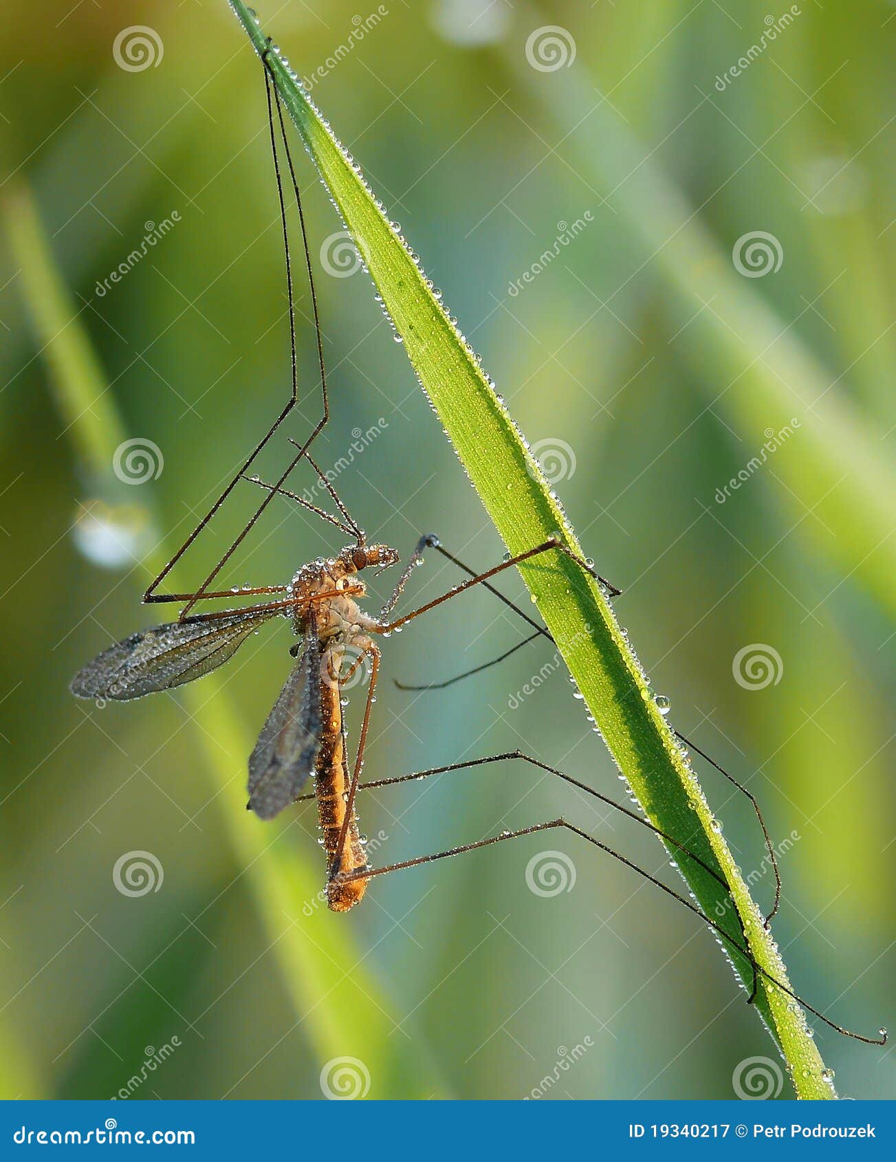 Mosquito stock image. Image of color, fauna, insect, detail 19340217