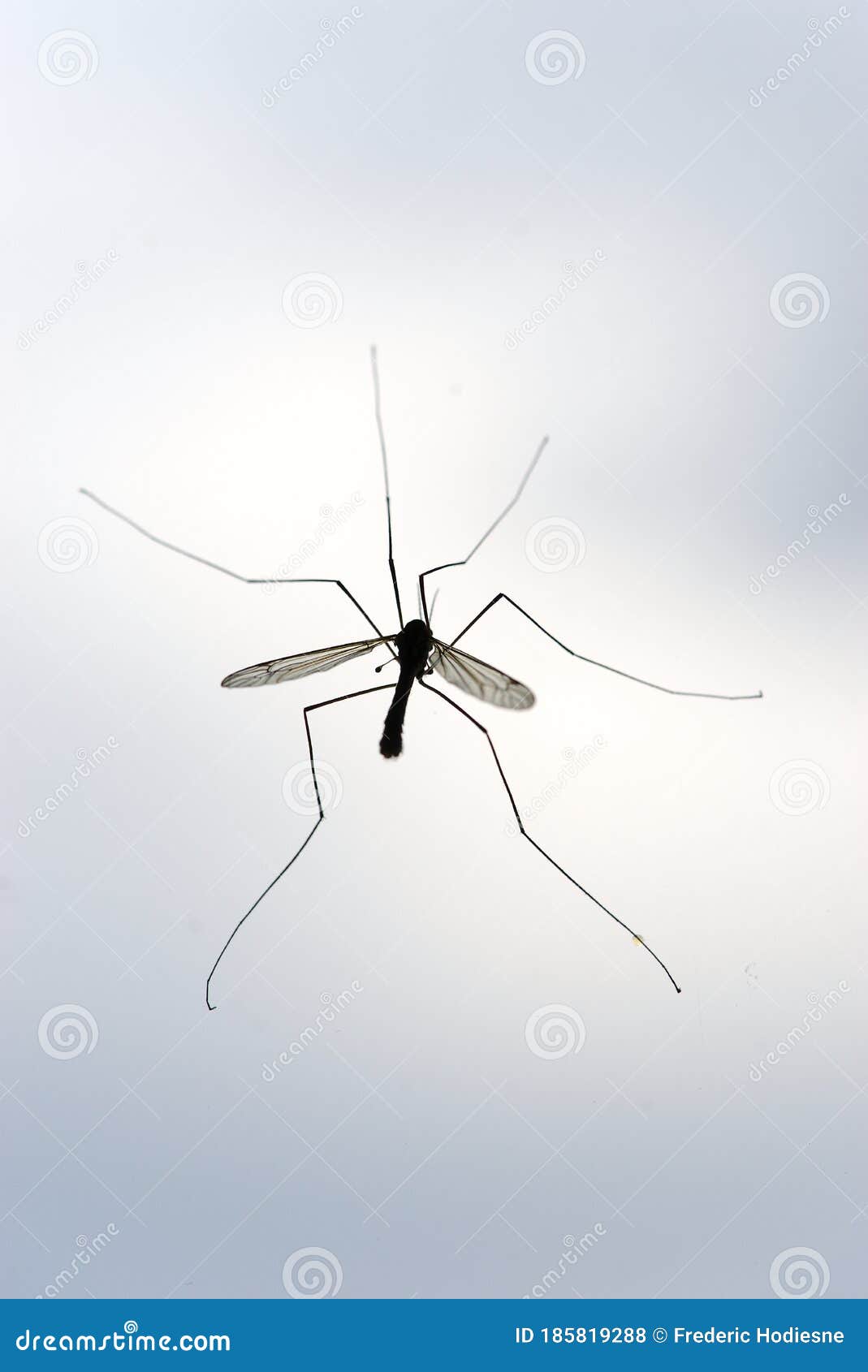 Mosquito On A Light Background. Insects Are Exciter And Carriers RoyaltyFree Stock Image