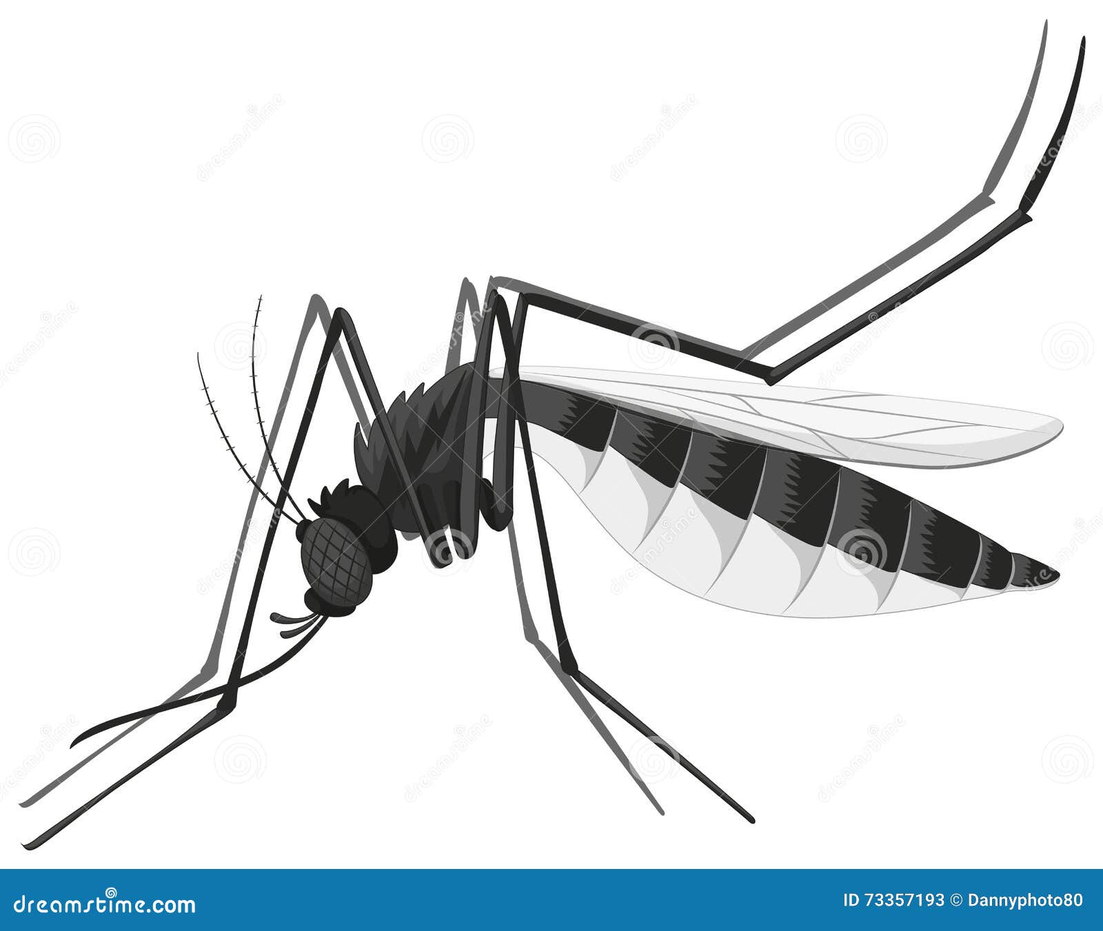 Mosquito in Black and White Stock Vector Illustration of graphic