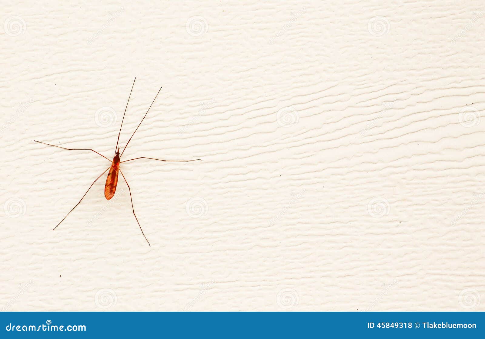 Mosquito Catcher stock photo. Image of summer, bite, large - 45849318