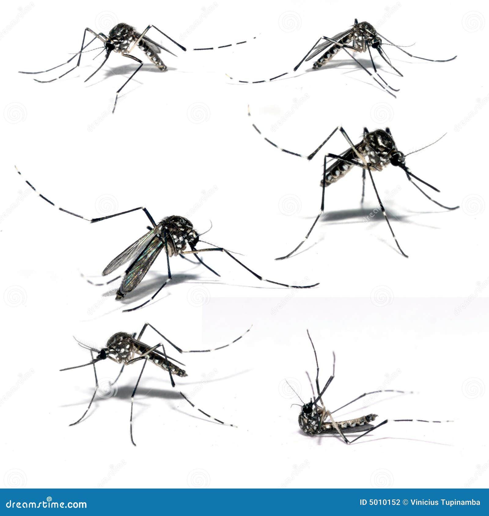 mosquito of dengue