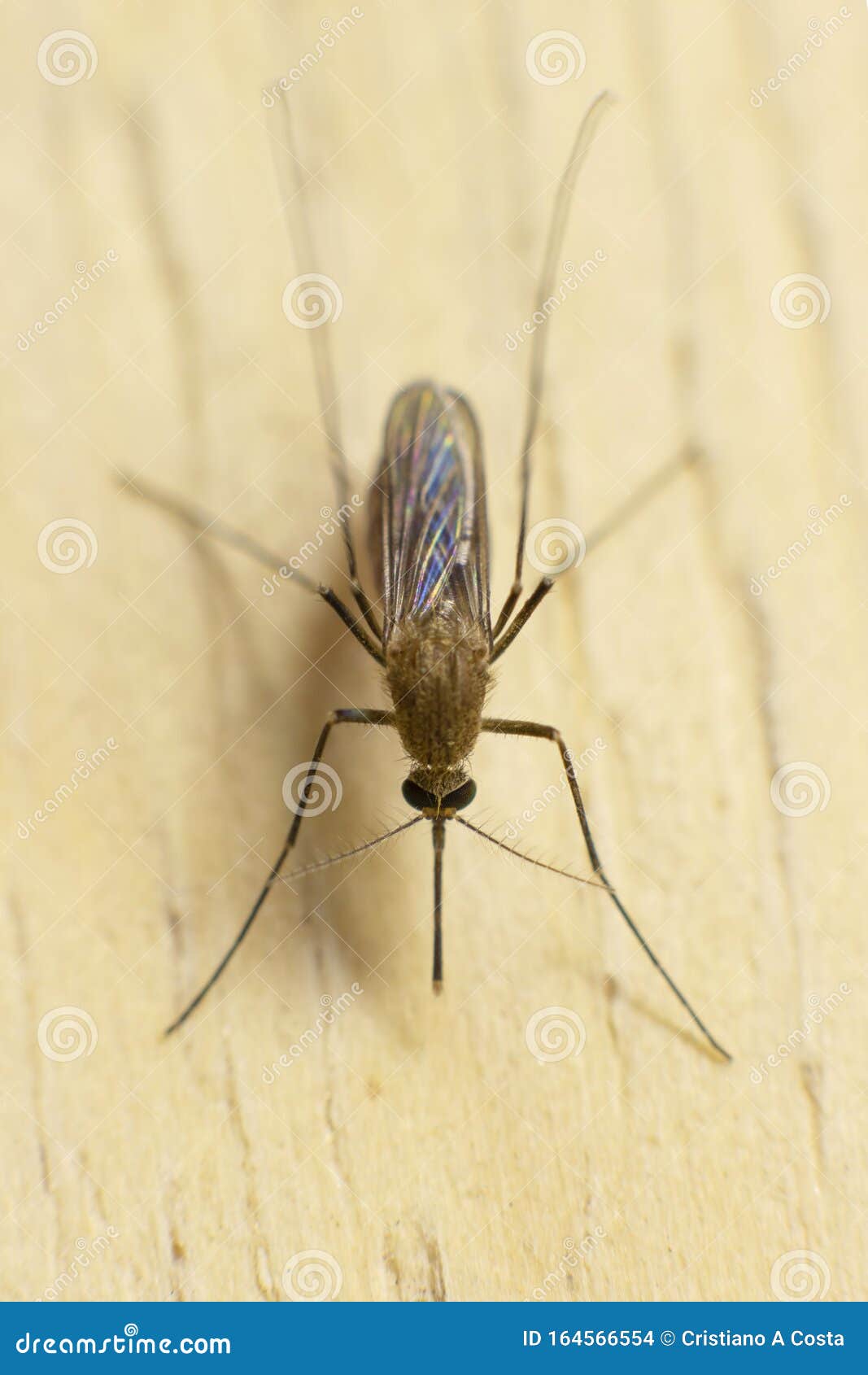más y más Rocío Médico Mosquito En La Casa, Insecto En Macrofotografía Foto de archivo - Imagen de  casa, mosquitos: 164566554
