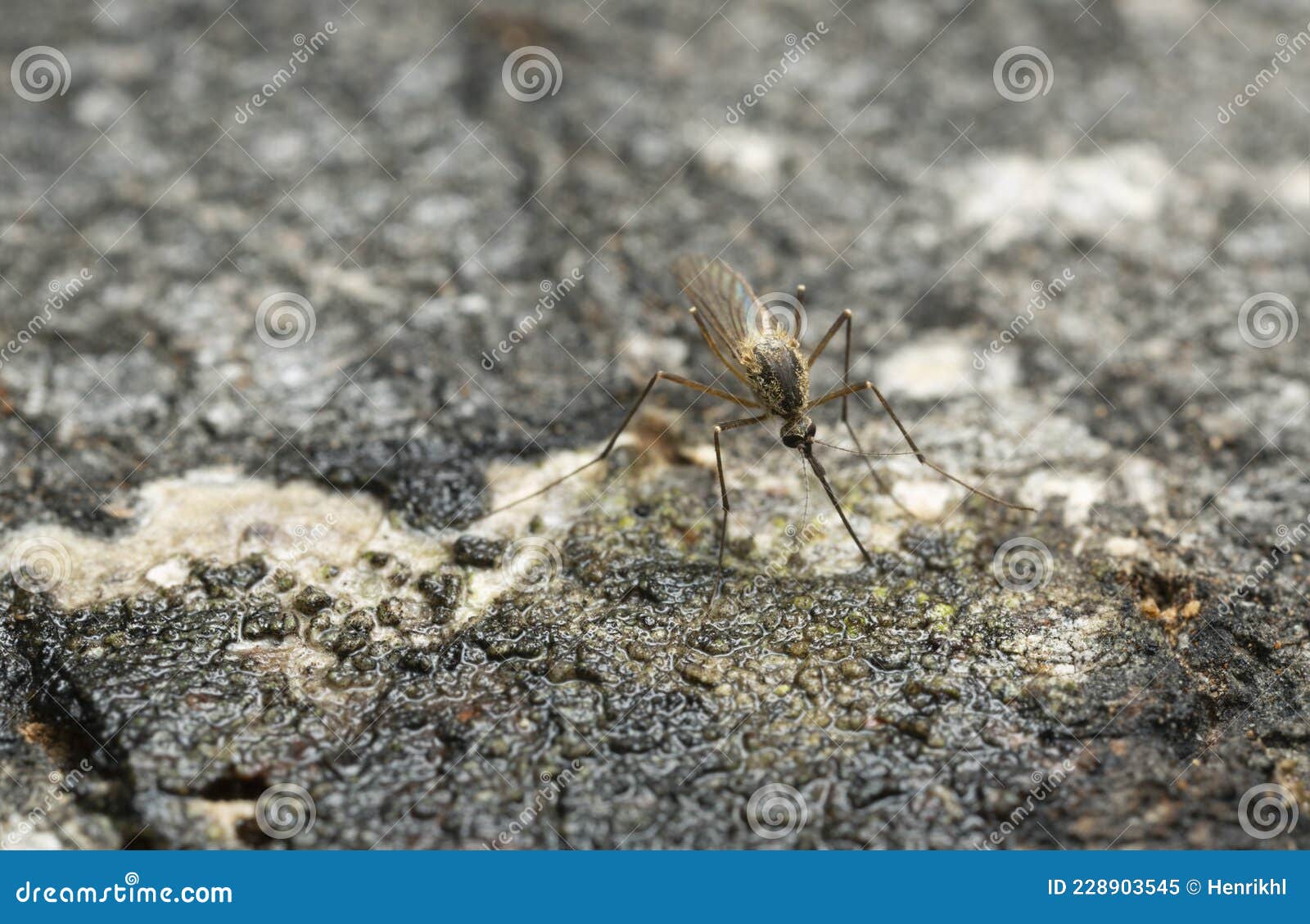 Tea Mosquito Bug Feeding On Young Guava Leaf And Fruit In Viet Nam