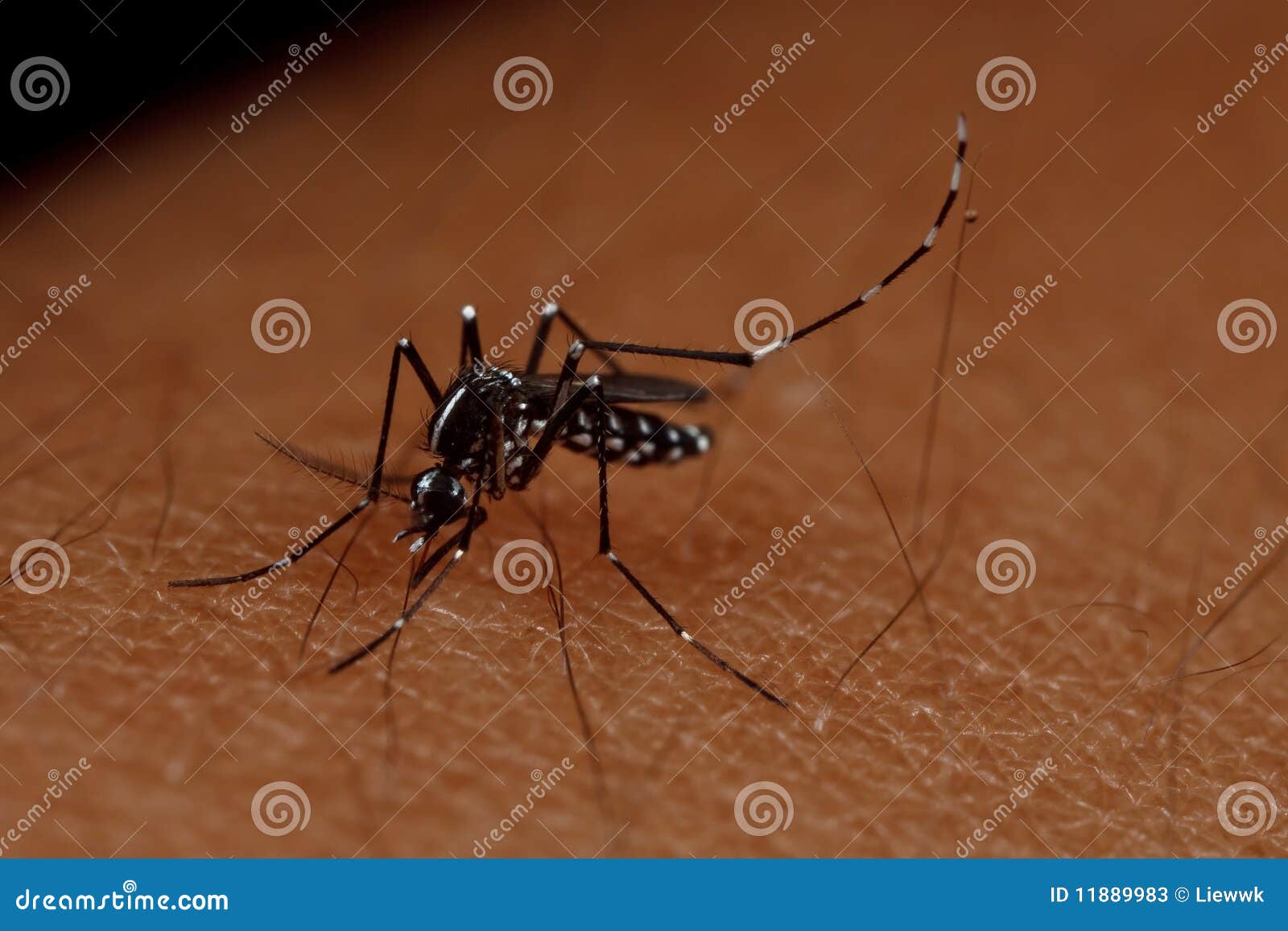 Mosquito on hand stock image. Image of chironomid, legs 11889983
