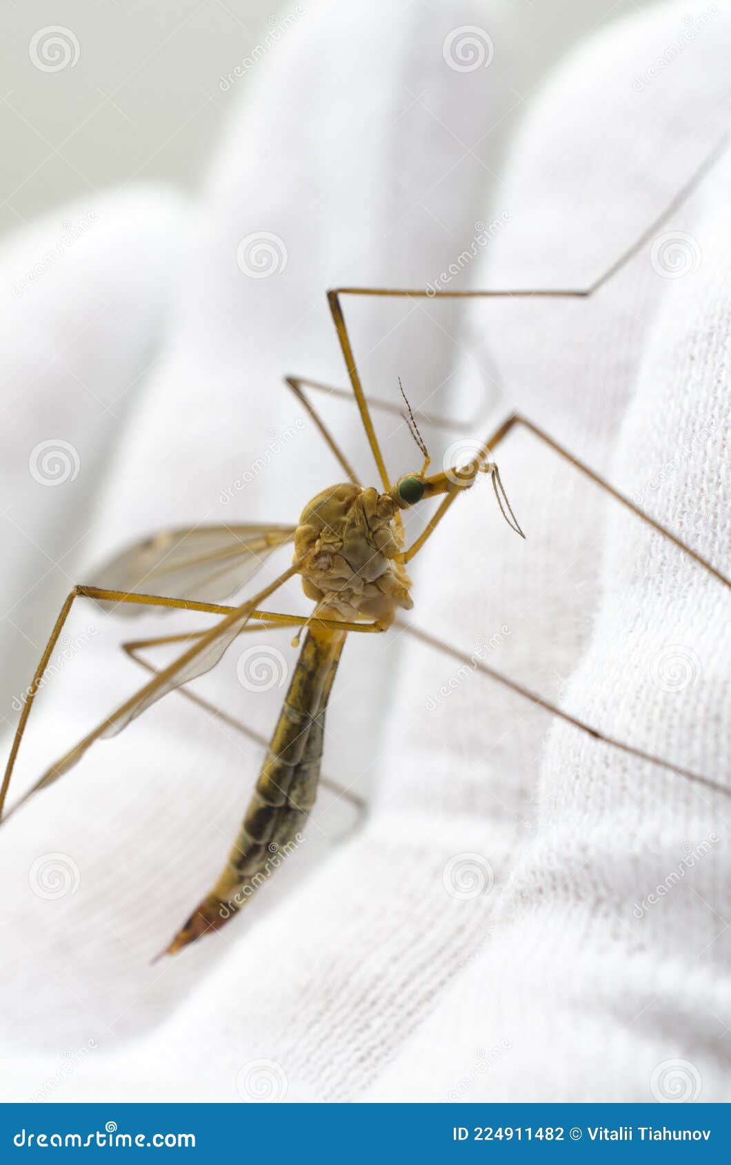 Mosquito on hand in glove stock photo. Image of pain - 224911482