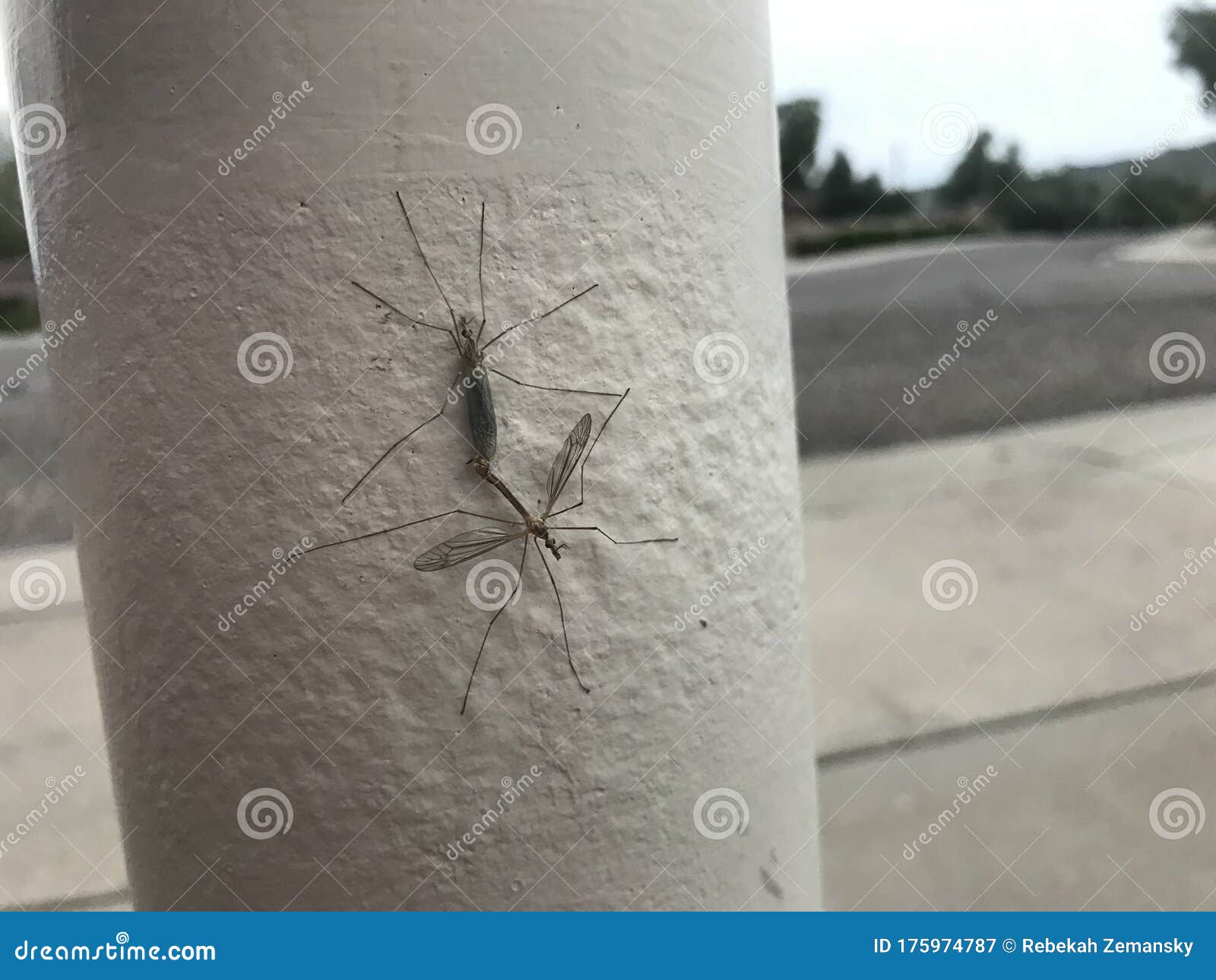 Mosquito hawks 1847 stock image. Image of close, detail 175974787