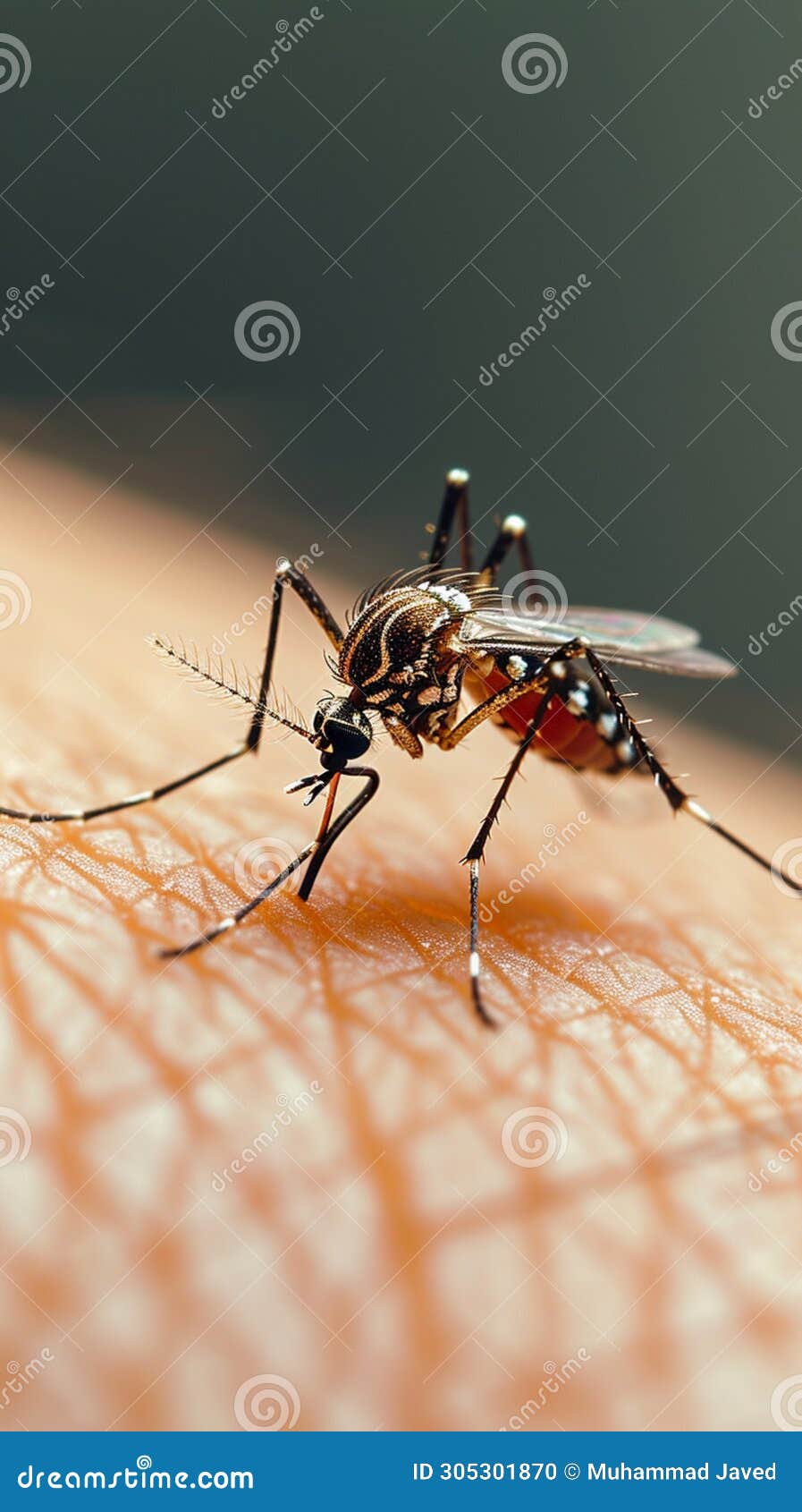 mosquito on human skin, a close up capturing a common annoyance