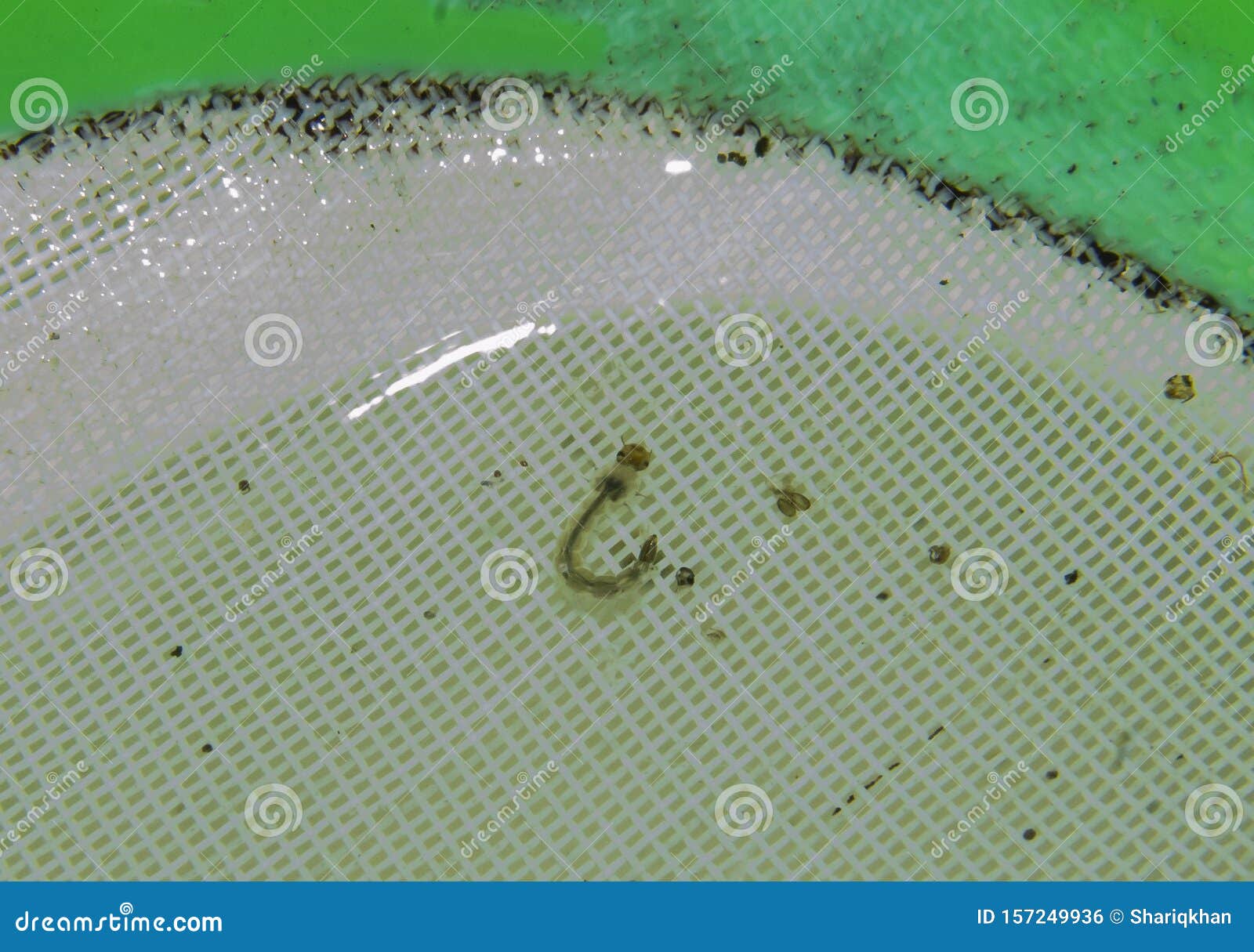 Mosquito Larva Macro Shot in water with head , vertebra visible. Mosquitoes are known for spreading deadly disease like Malaria, Dengue , Chikungunya, Zika fever, elephantiasis, Japanese Encephalitis, Lymphatic filariasis, Yellow fever