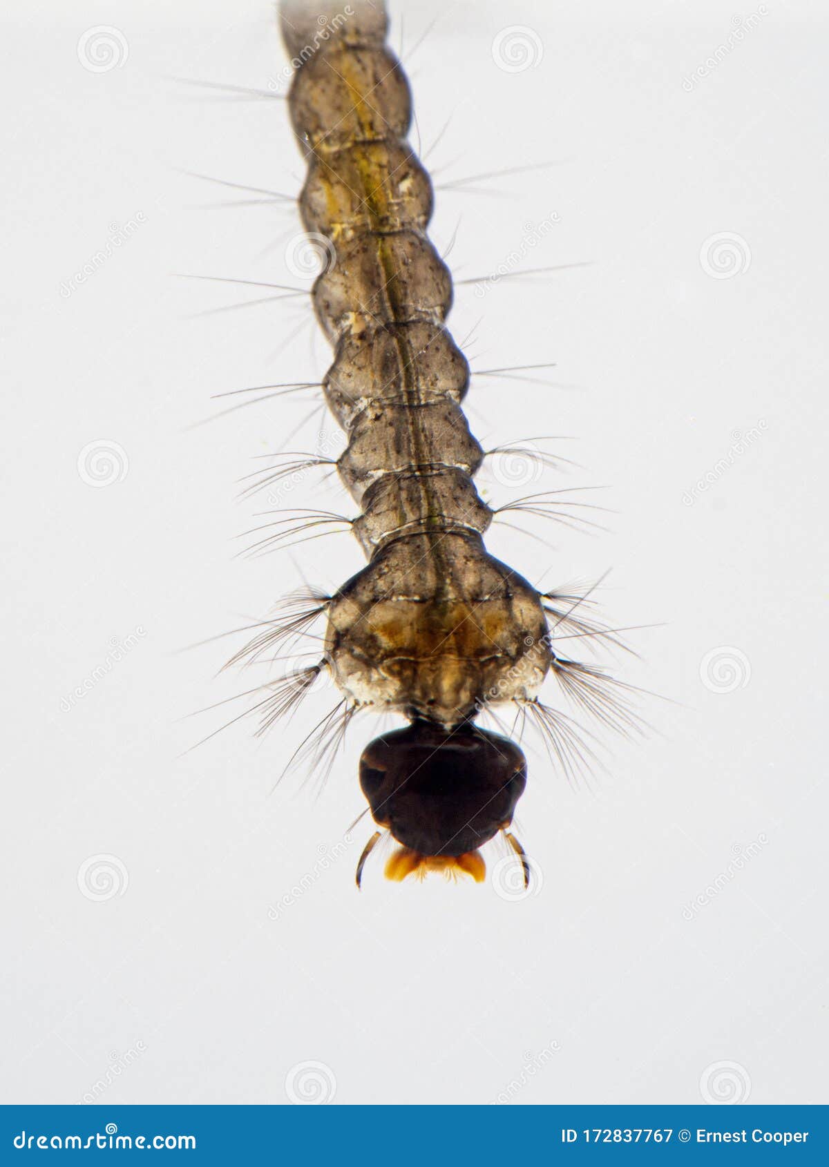 p1010047 mosquito larvae copyright ernie cooper 2019