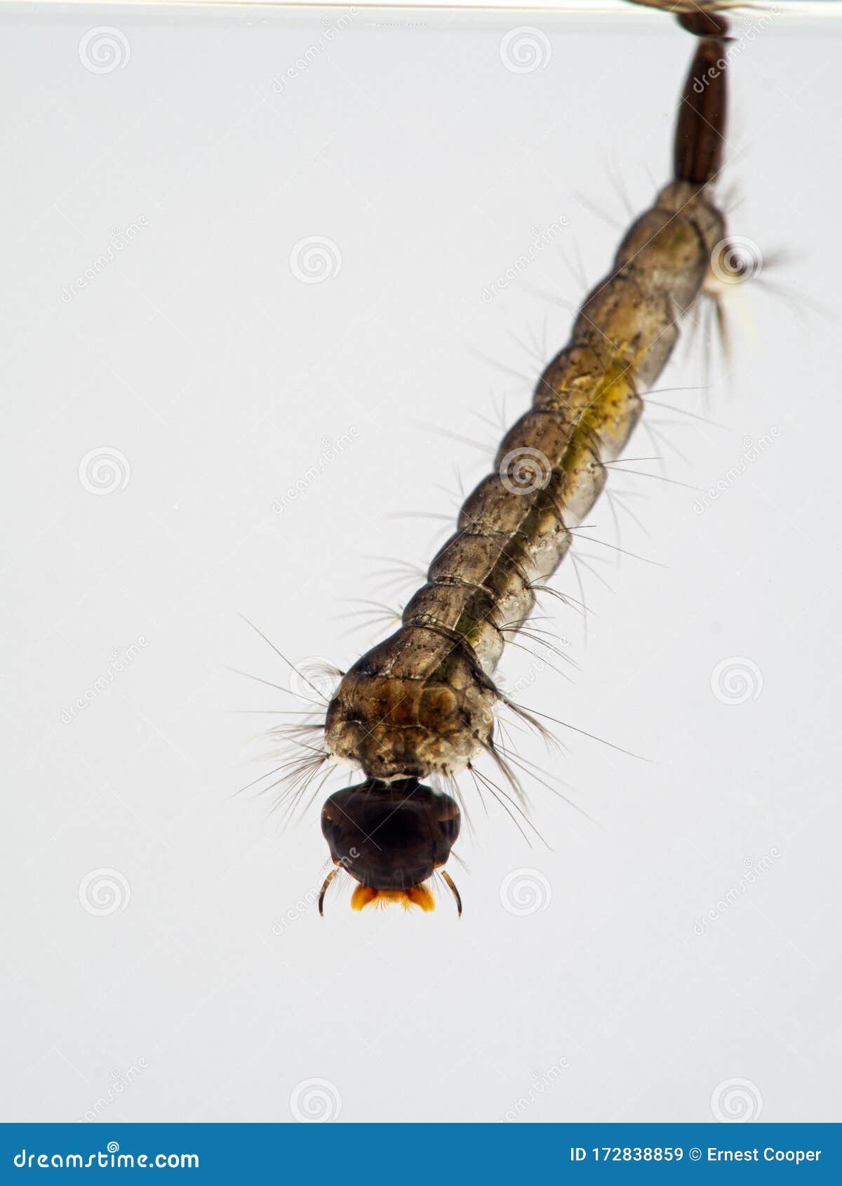 p1010029 mosquito larva copyright ernie cooper 2019
