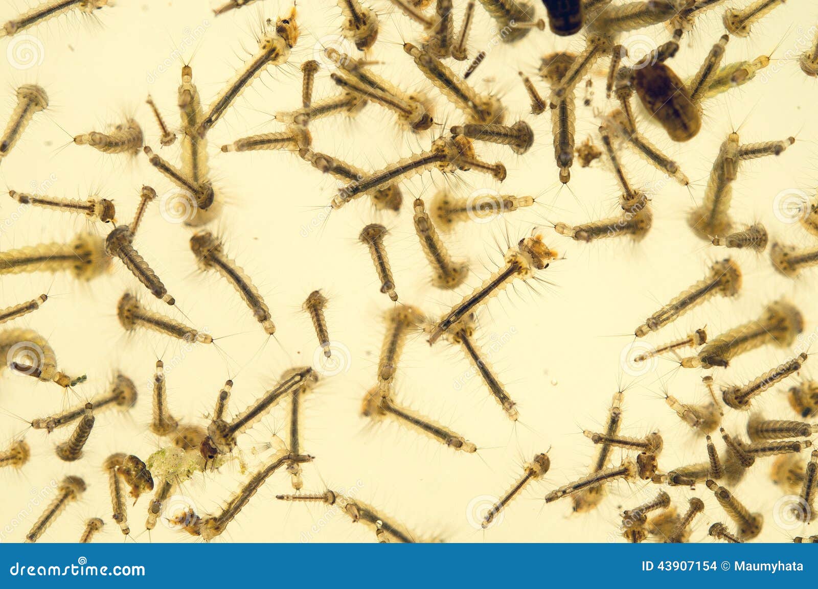 Mosquito larvae stock photo. Image of animals, insect 43907154