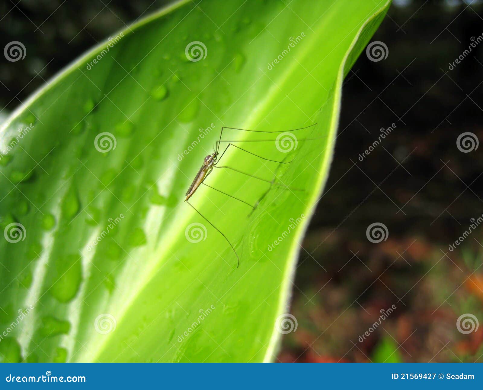 Mosquito on leaf stock image. Image of nature, tropics 21569427