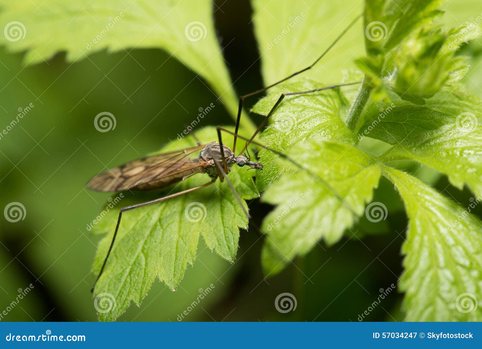 Mosquito an a leaf stock image. Image of design, pest 57034247