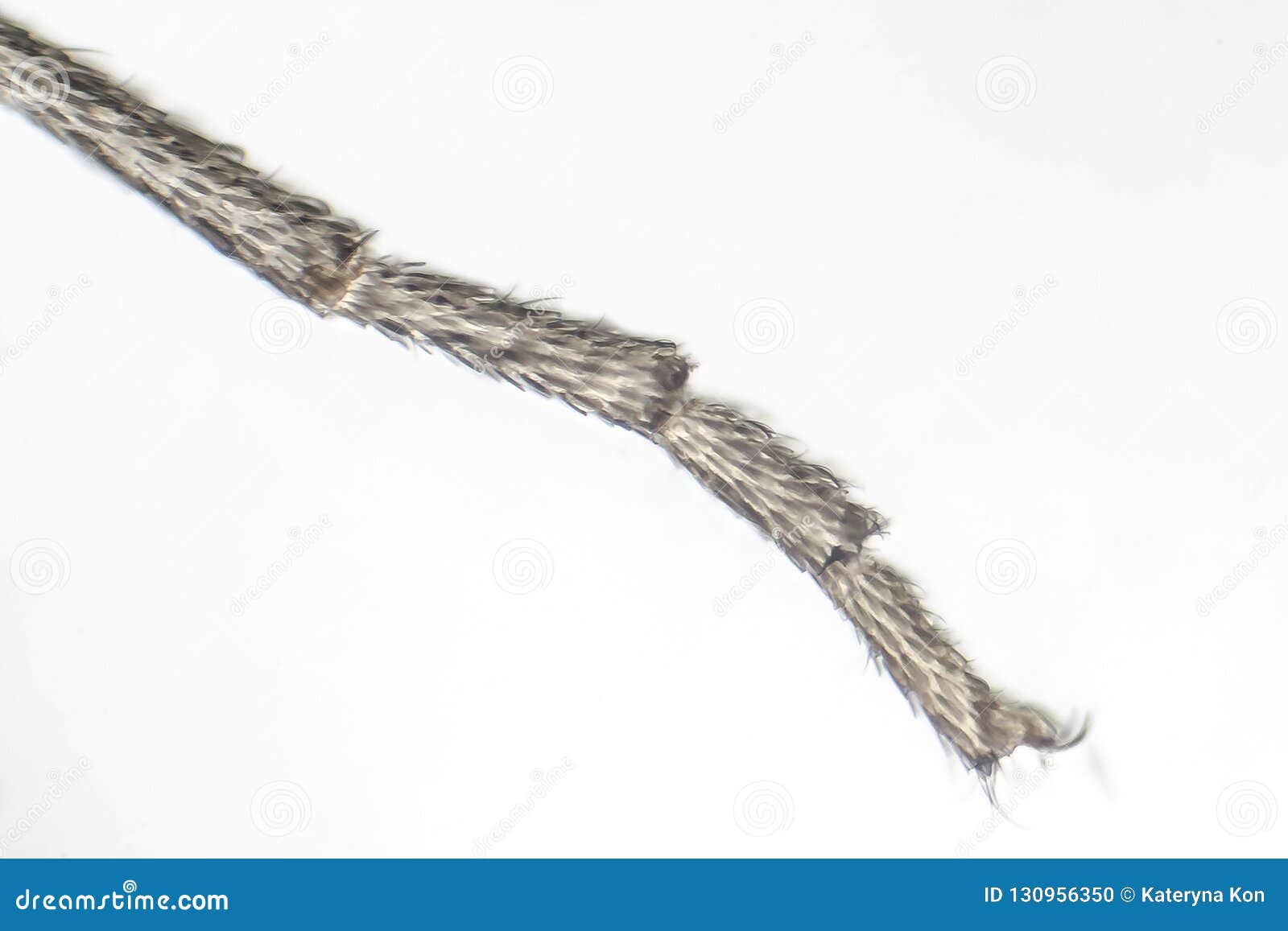 Ant Under Microscope Stock Image 49624255