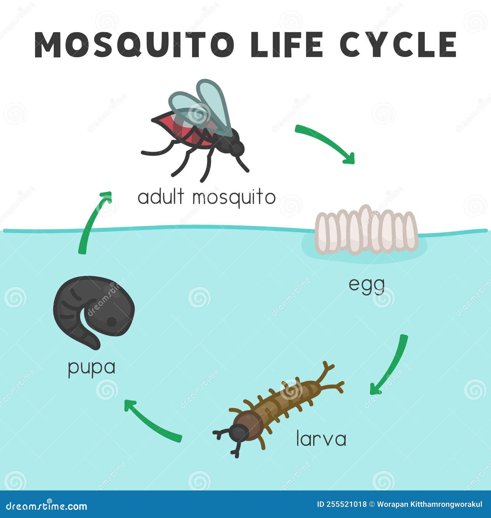 Life cycle of online mosquito diagram