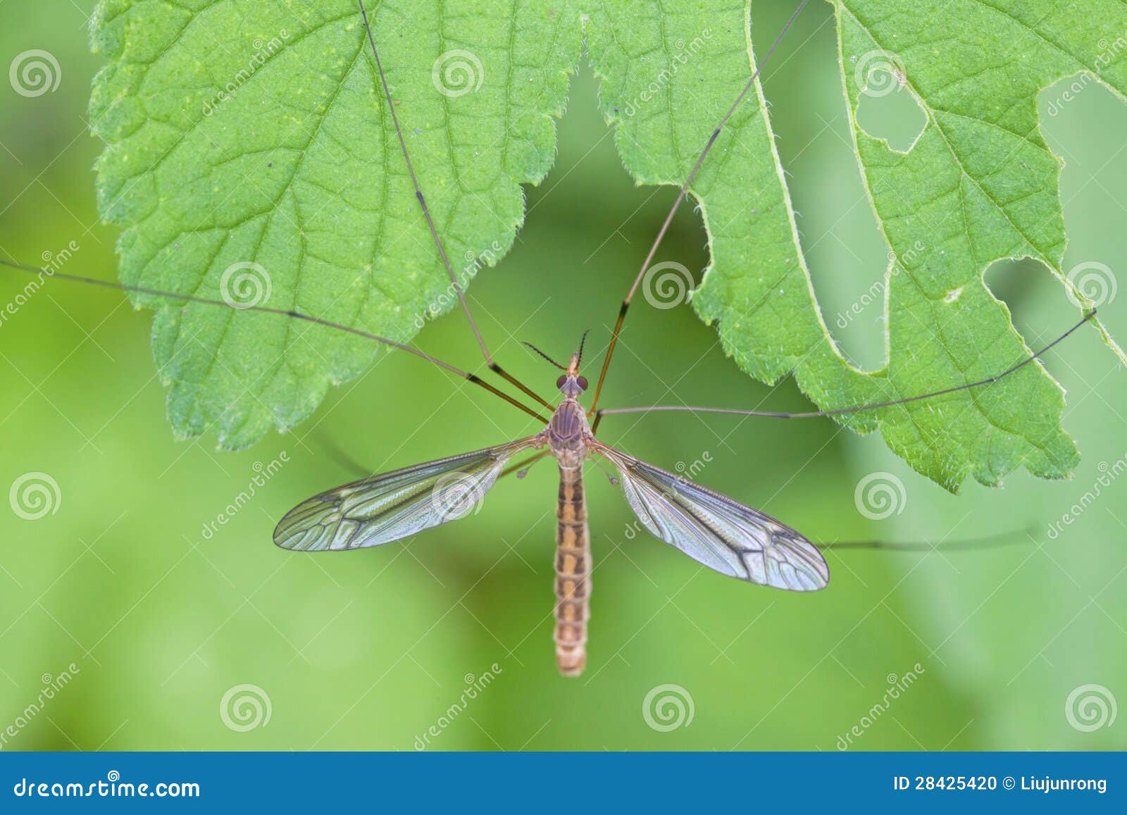 Mosquito On A Light Background. Insects Are Exciter And Carriers RoyaltyFree Stock Image