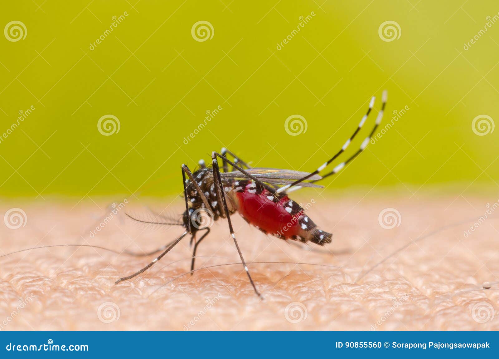 mosquito on skin human