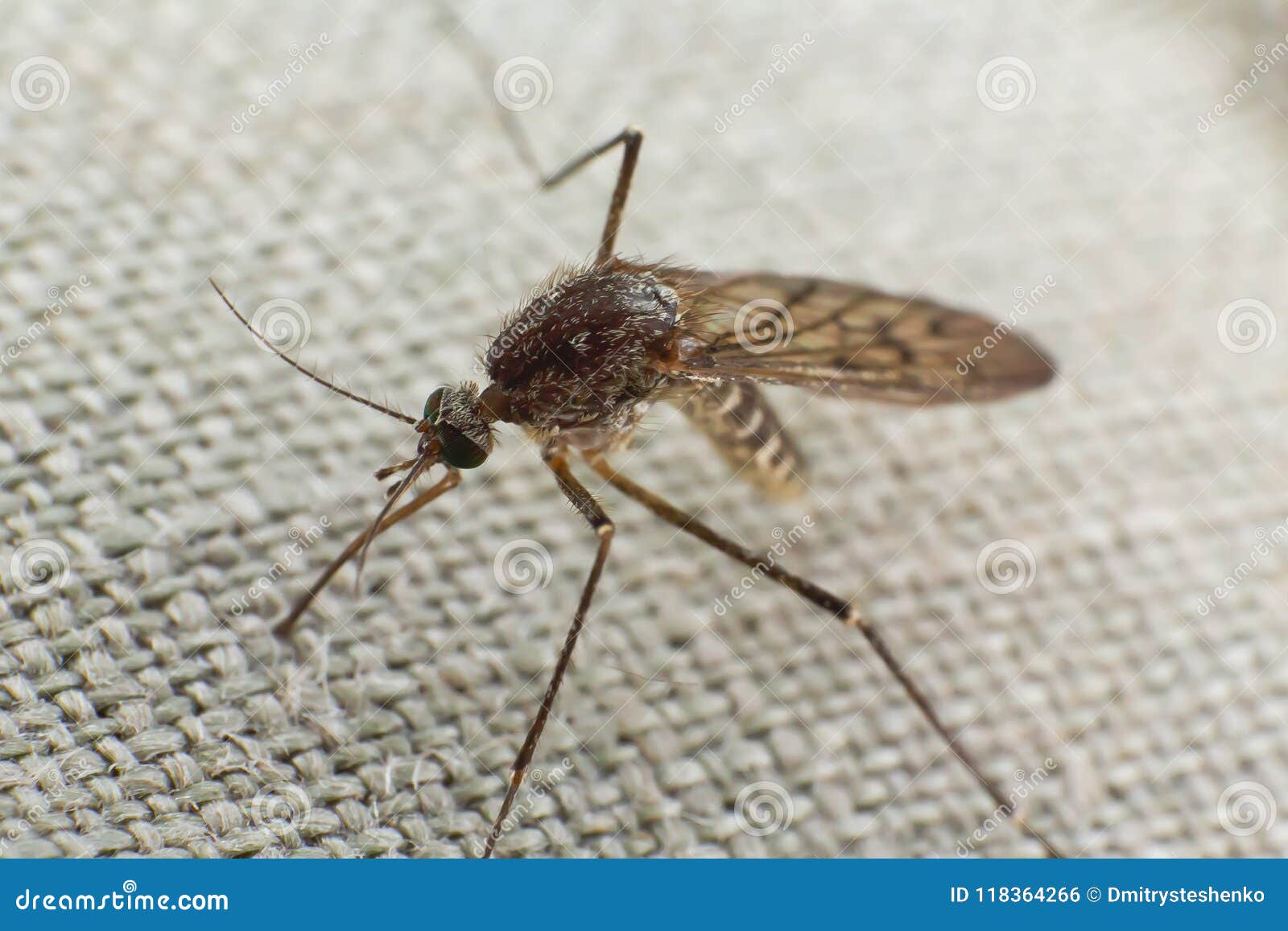 Mosquito Trying To Bite Through Cloth Stock Photo Image Of Biology