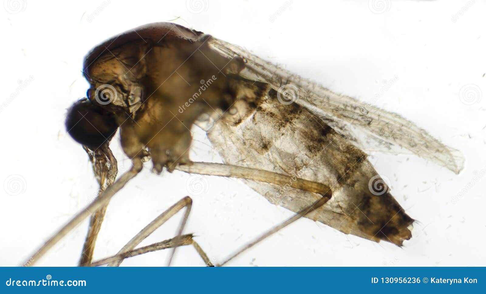Mosquito Under Microscope Stock Photo Image Of Structure 130956236