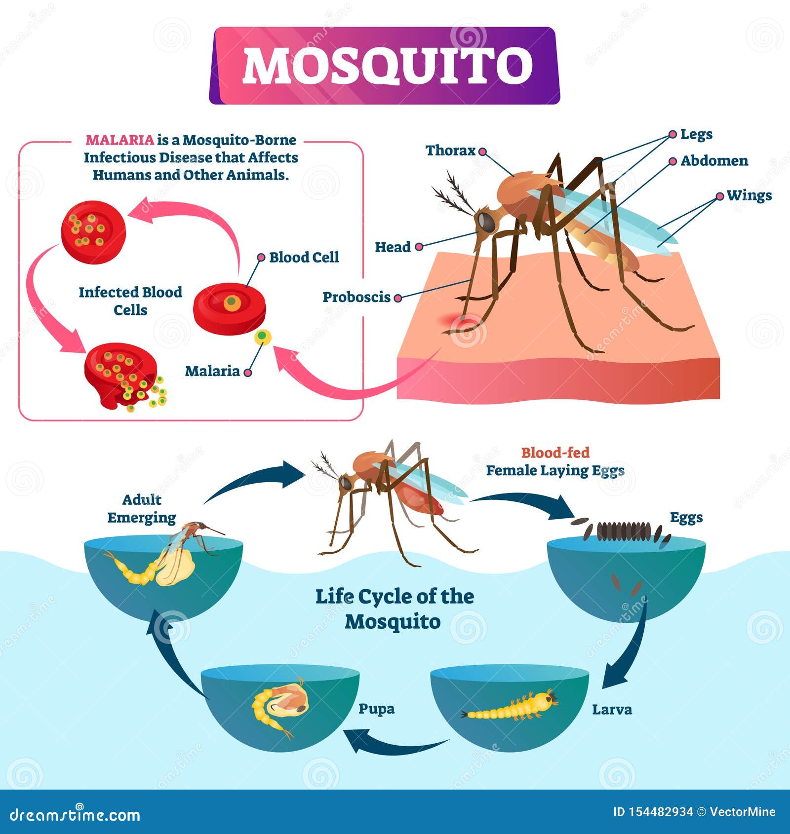 Malaria life cycle diagram