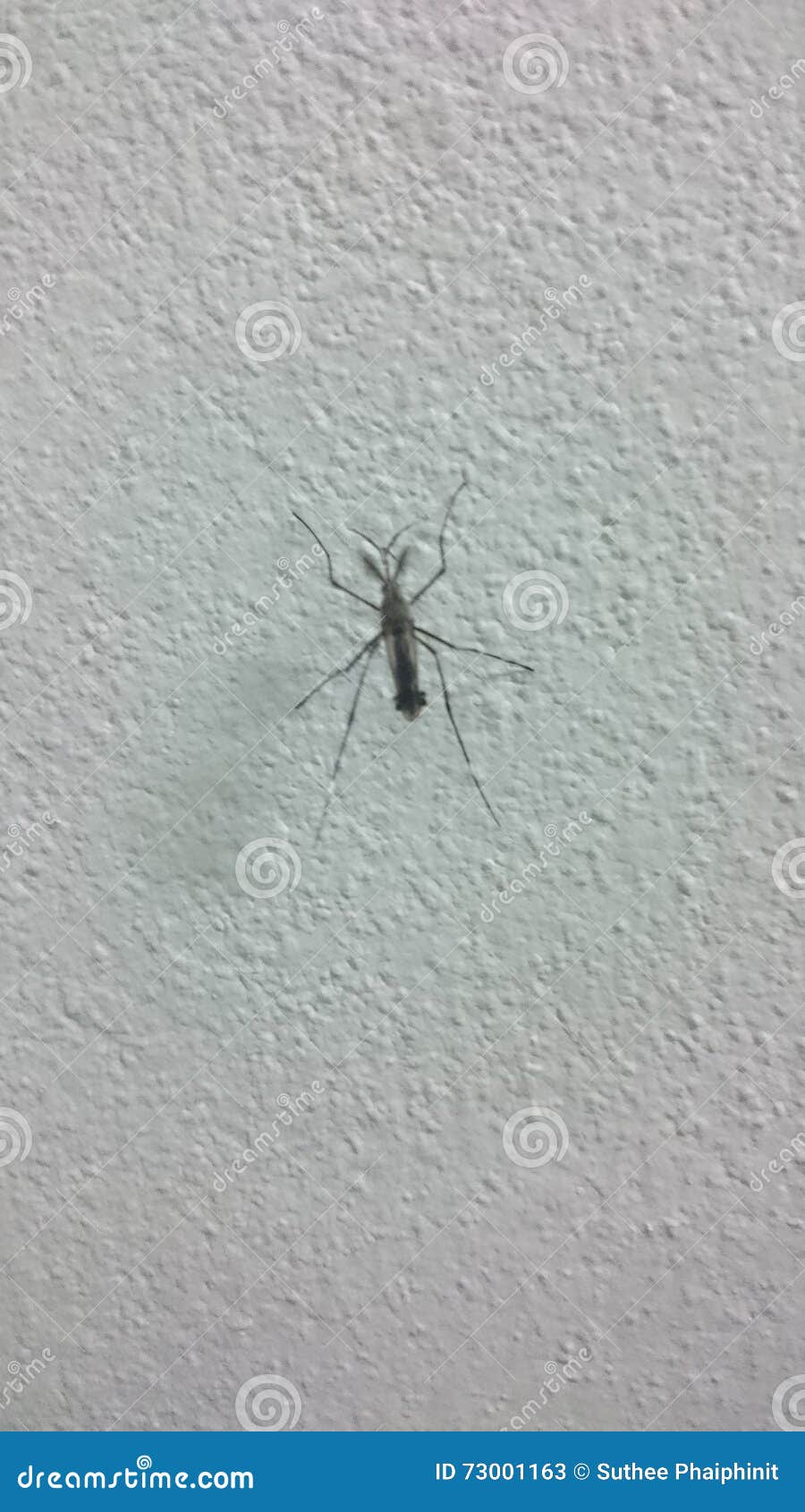 Mosquito on the wall stock image. Image of wall, dengue - 73001163