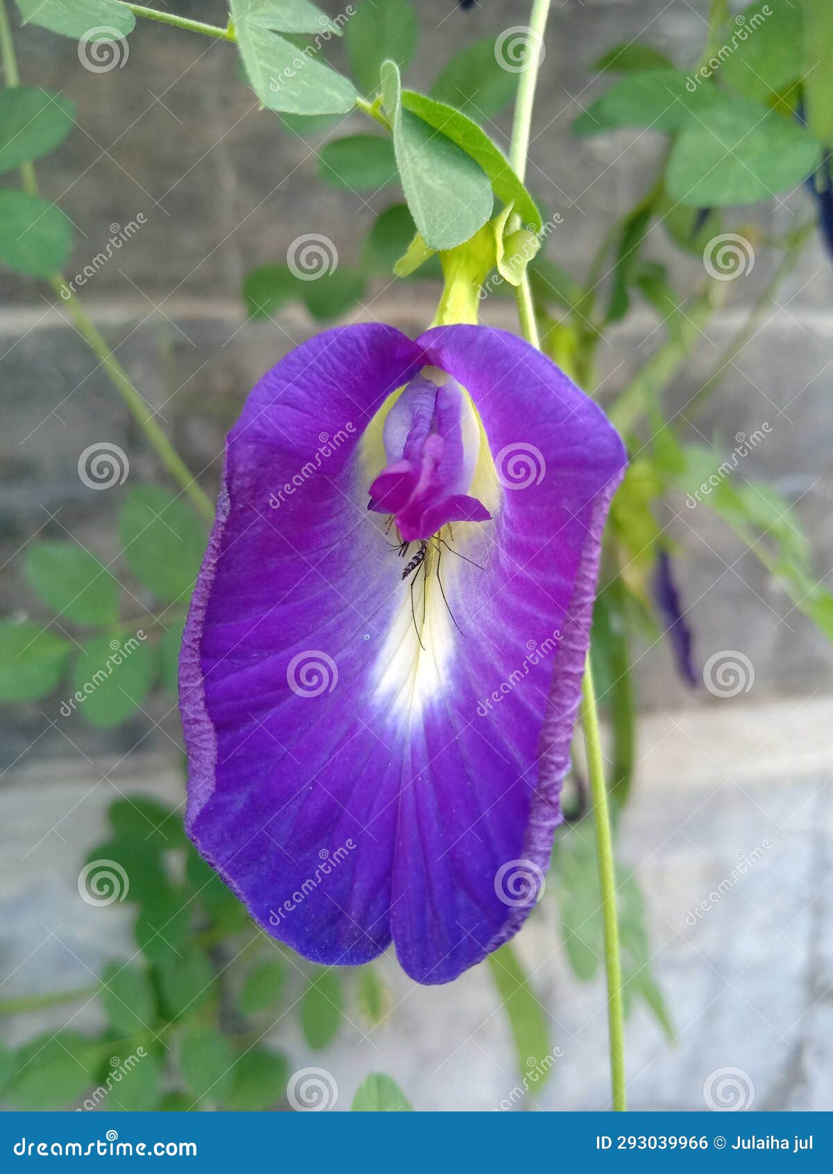 A Mosquito Was in a Butterfly Pea Flower Stock Photo Image of insect, beauty 293039966