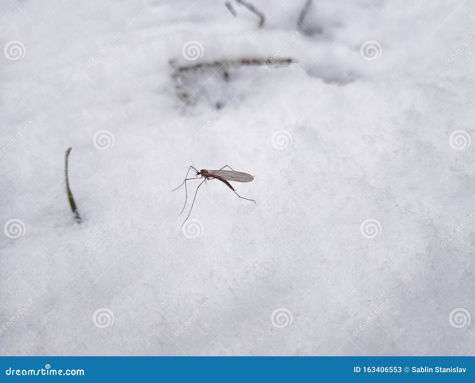 Mosquito in the Winter in the Snow Stock Image Image of natural