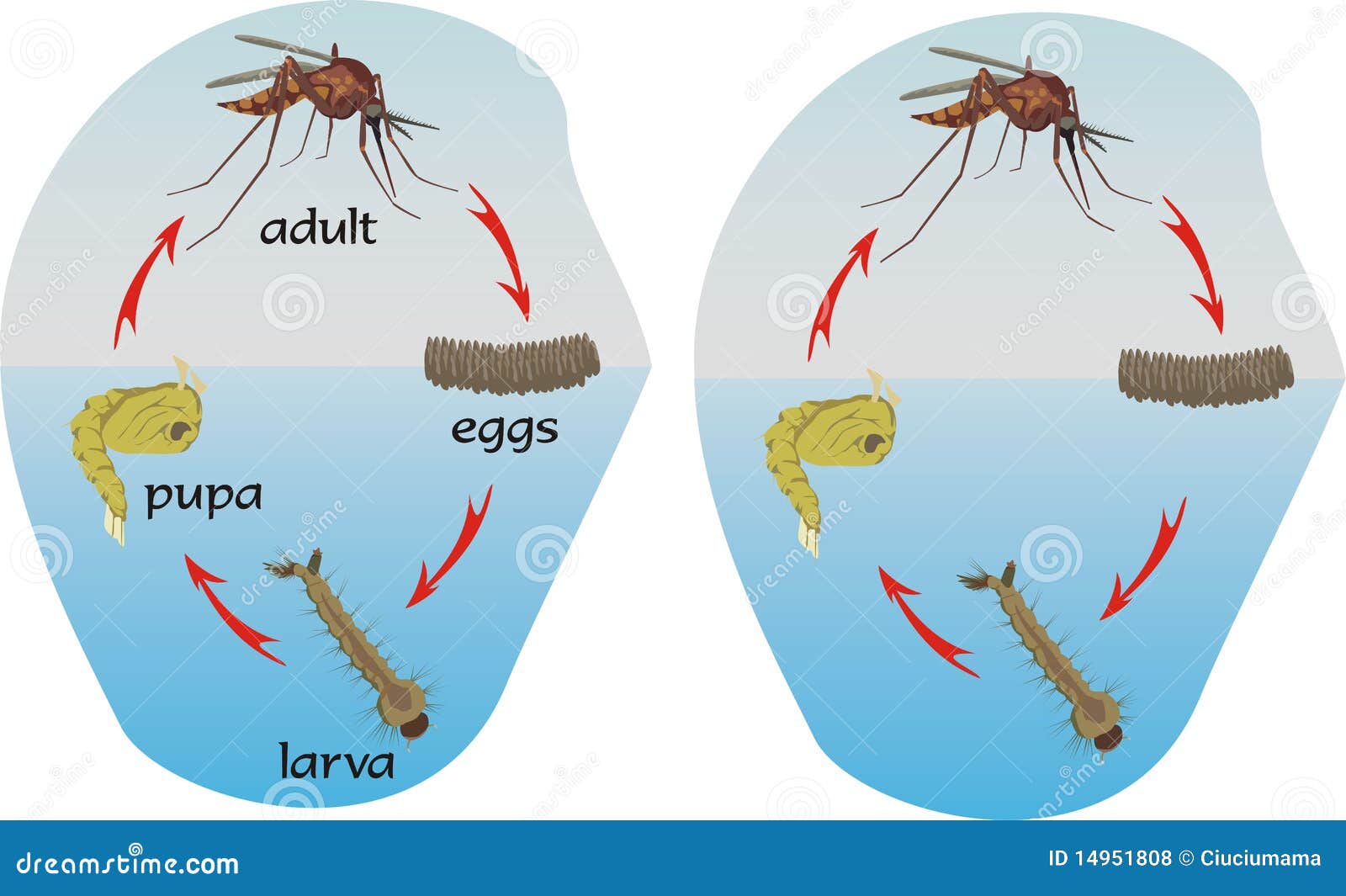 Mosquitoes - Circle Of Life Royalty Free Stock Photos - Image: 14951808