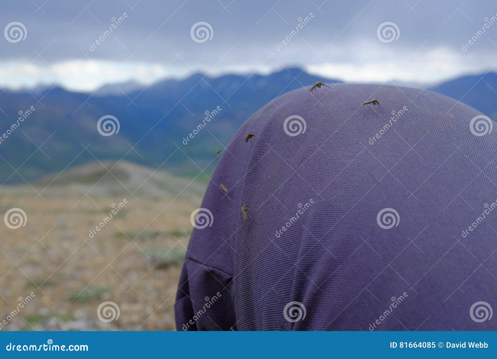 mosquitoes of ivvavik national park