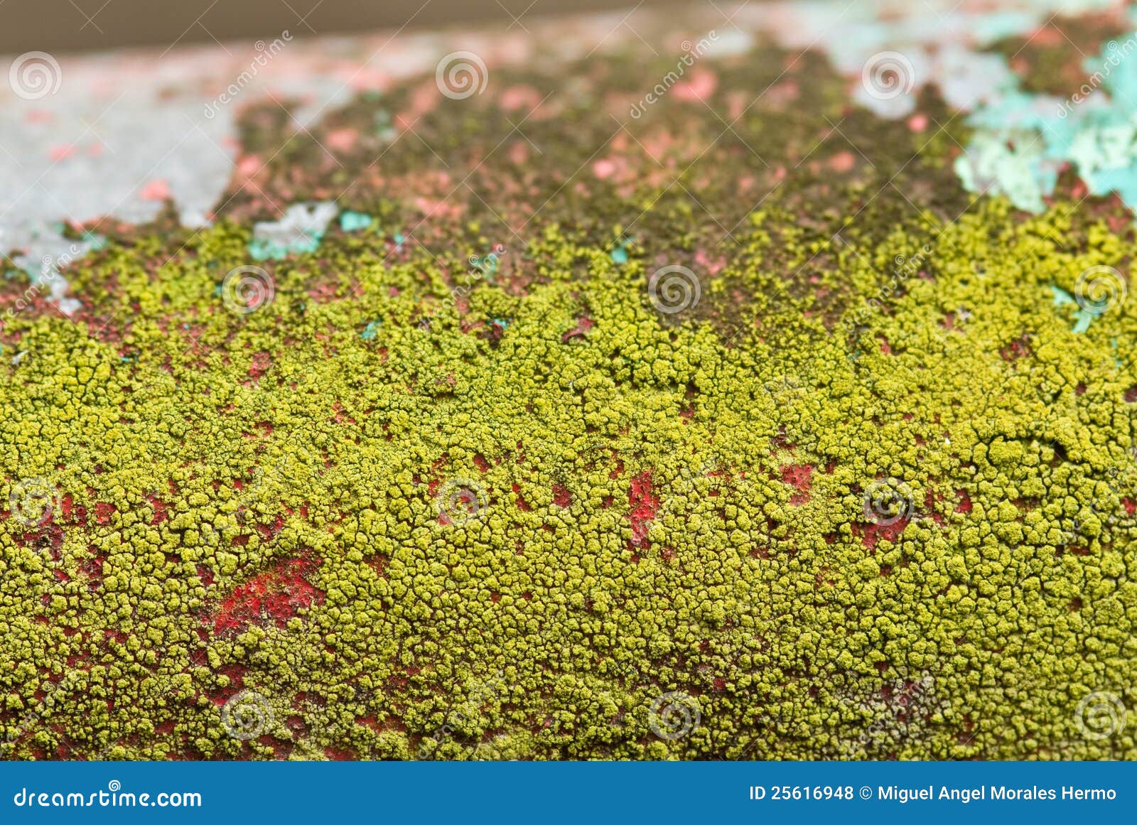 Moss stock photo. Image of humidity, pipe, faded, nature 25616948
