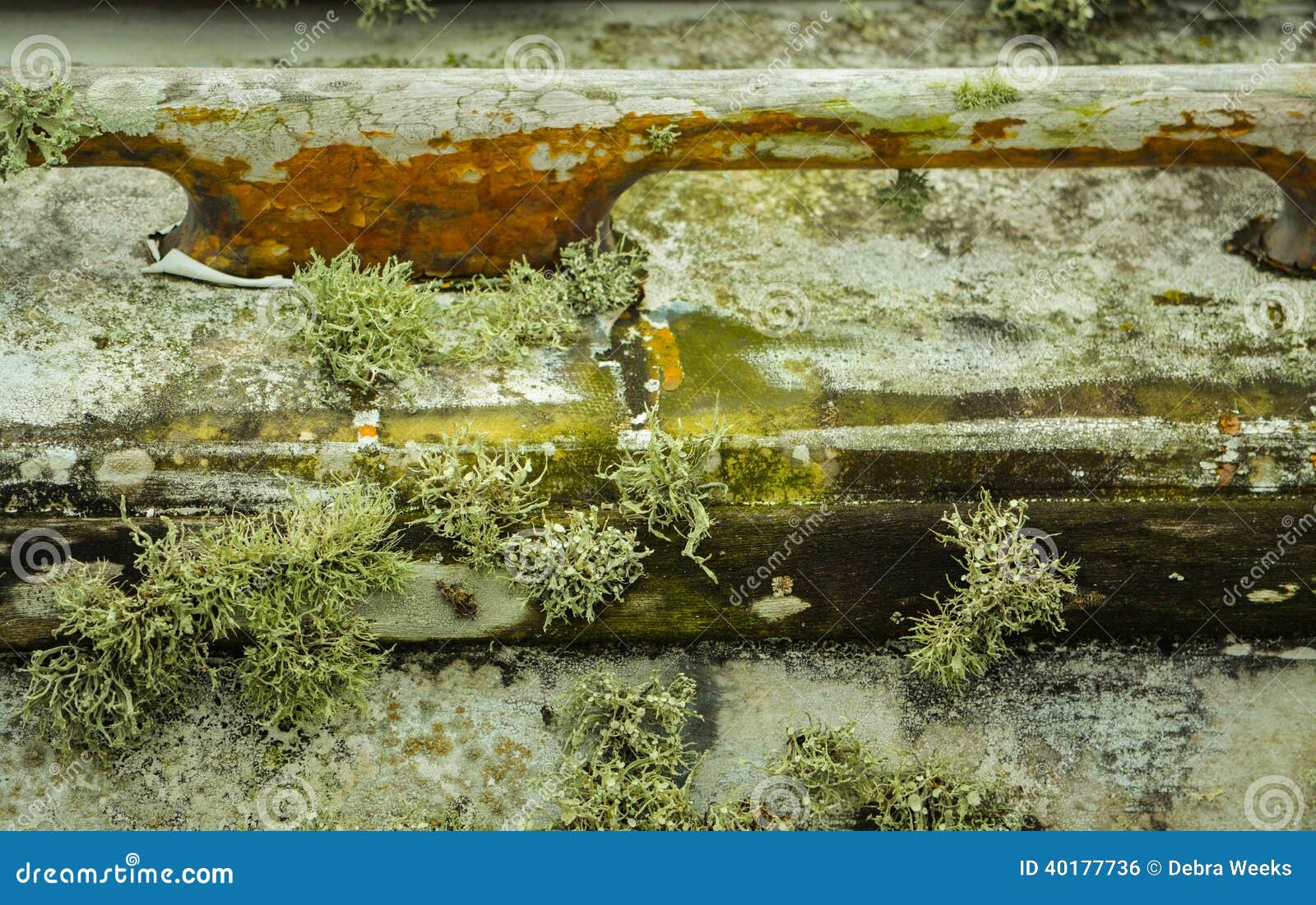 Moss and Algae Growing on Boat Stock Photo Image of boat, algae 40177736