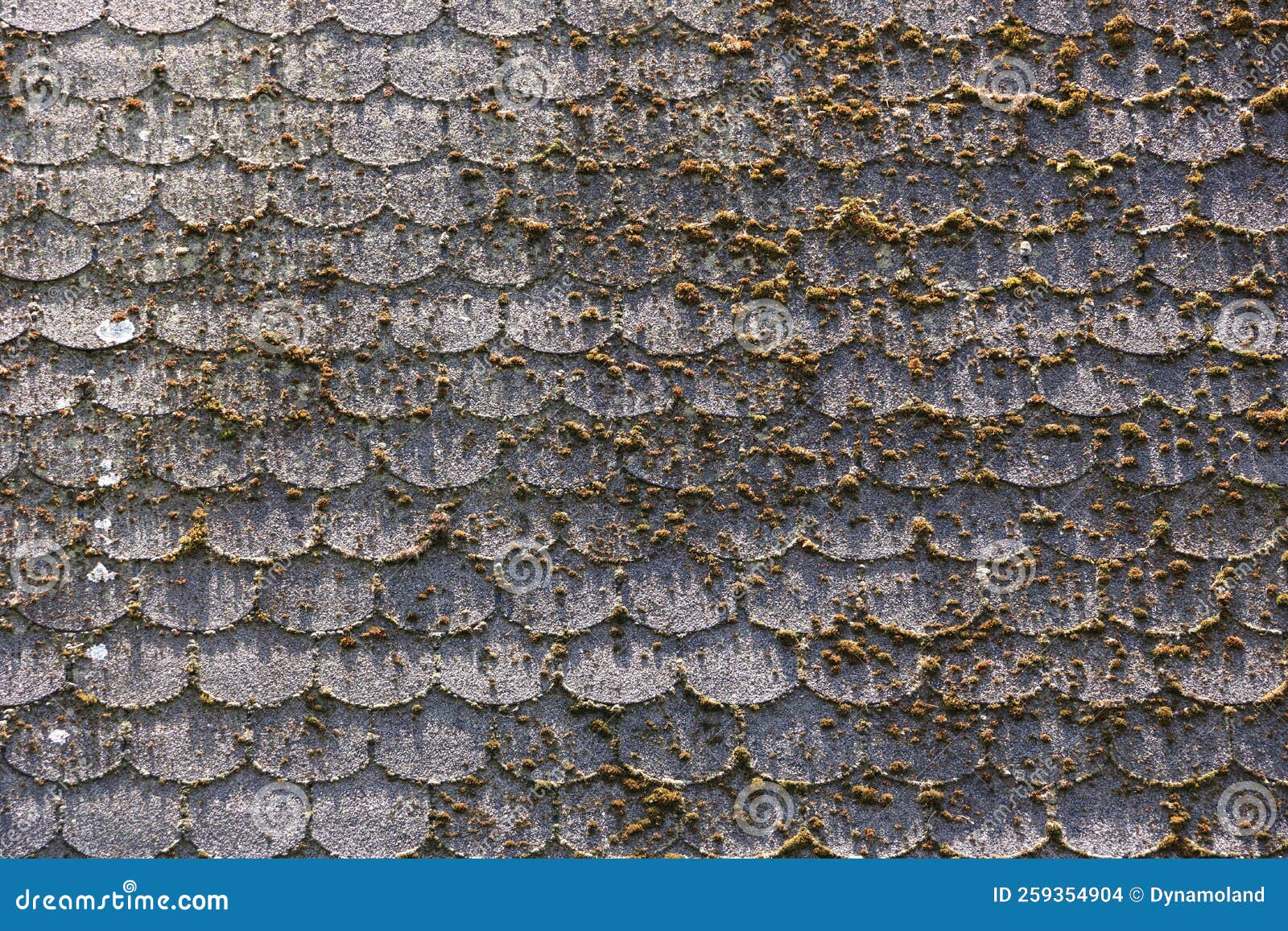 Moss and Algae on Slate Roof Tiles Stock Photo Image of algae