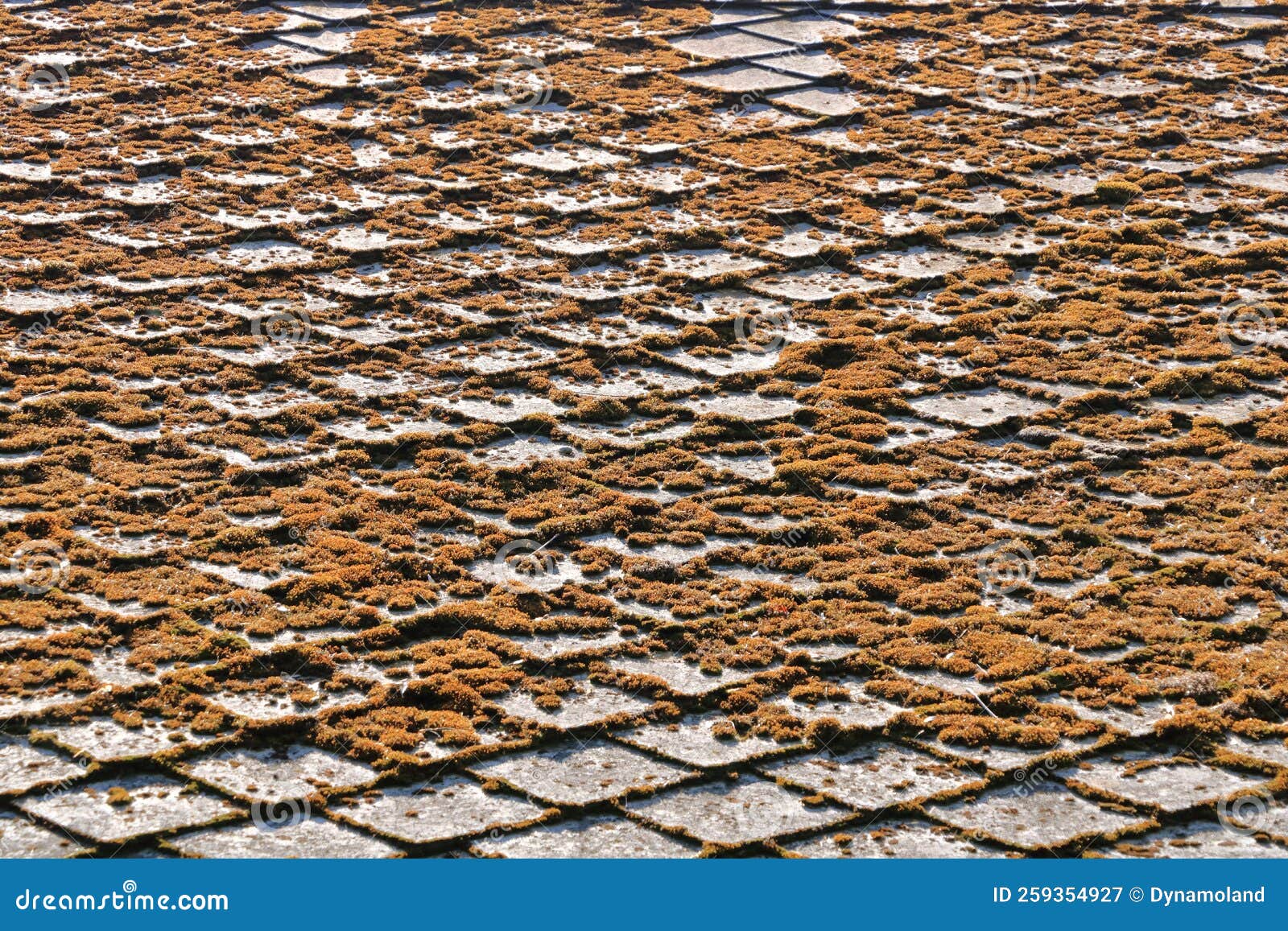 Moss and Algae on Slate Roof Tiles Stock Image Image of mossy, macro